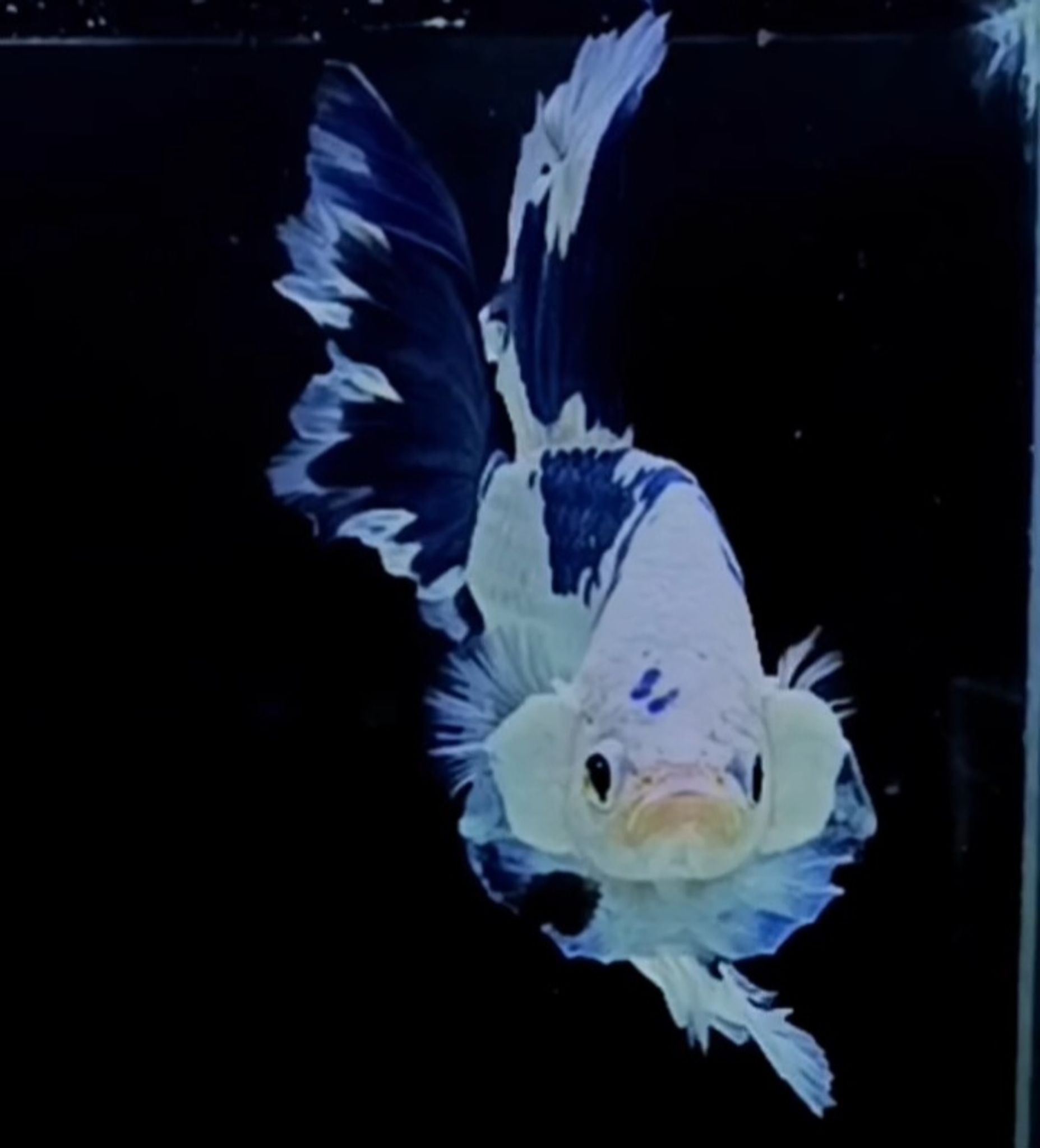 Hm Rosetail Marble Blue(rare)