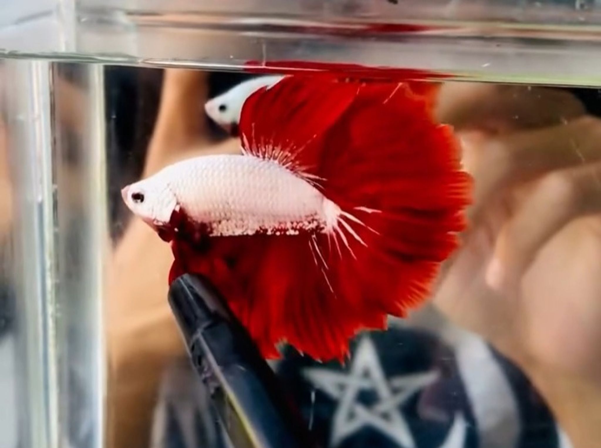 Hm rosetail Red dragon