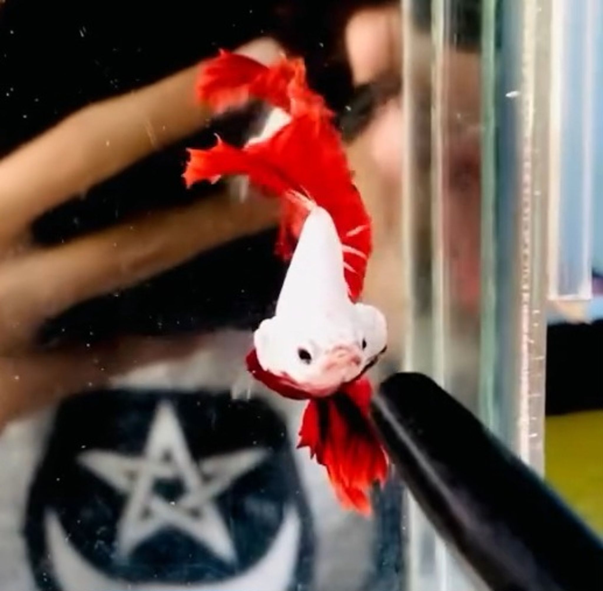 Hm rosetail Red dragon