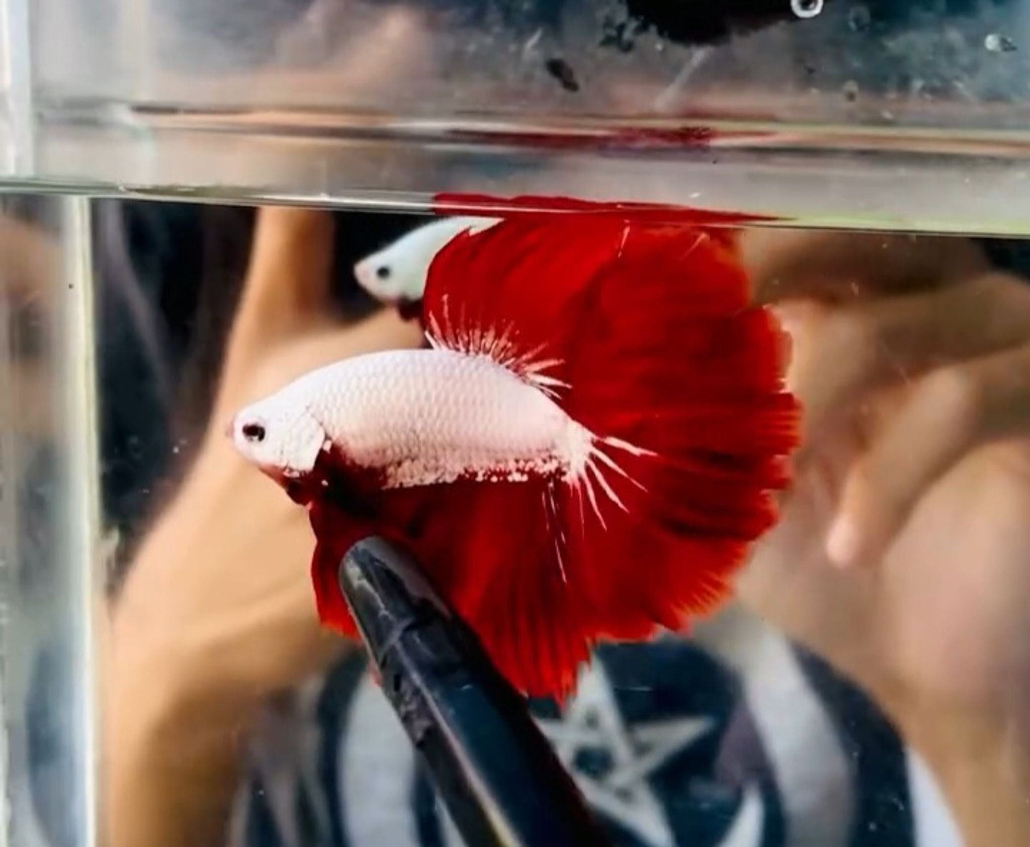 Hm rosetail Red dragon