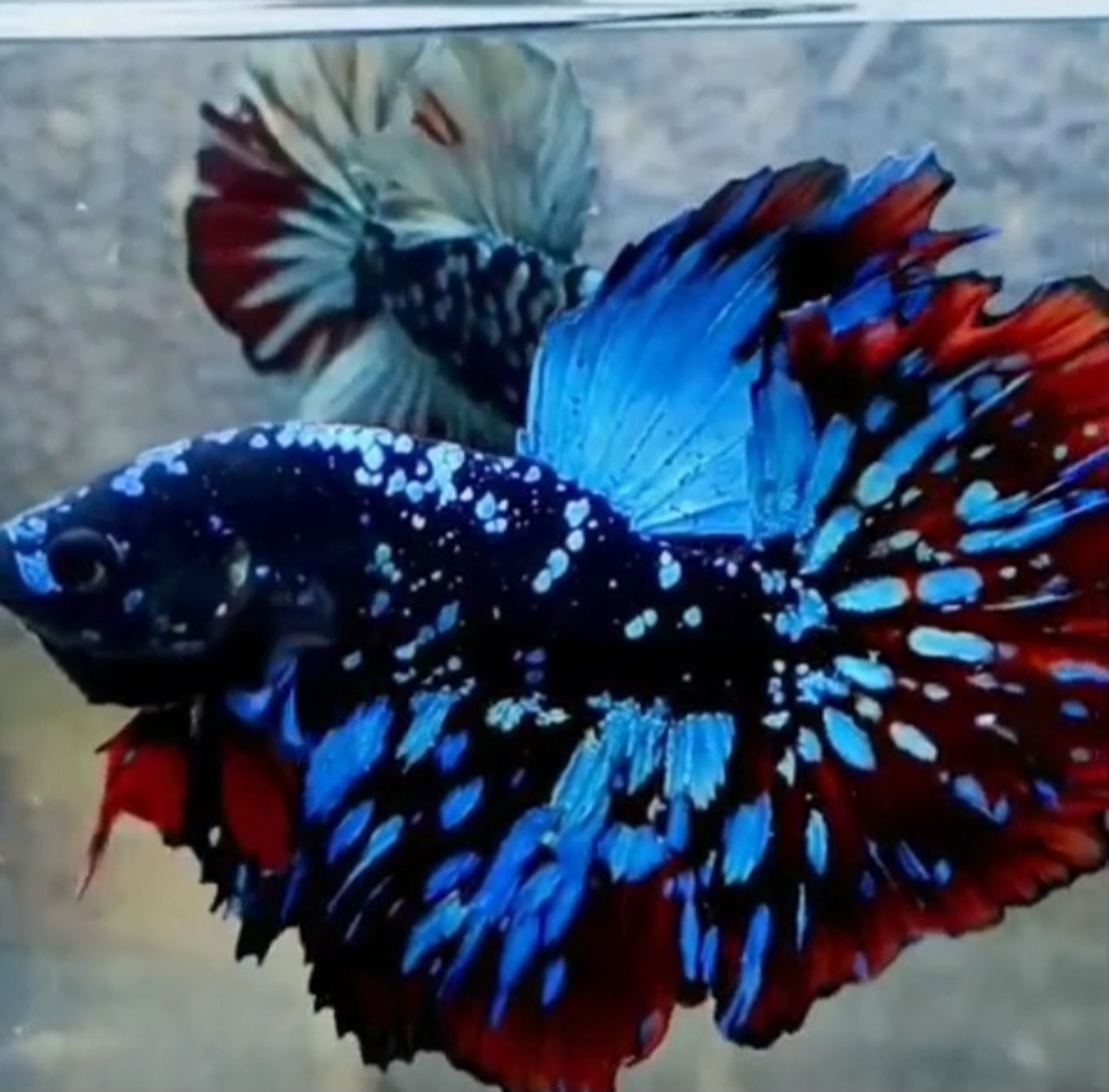 Hm rosetail avatar Gordon