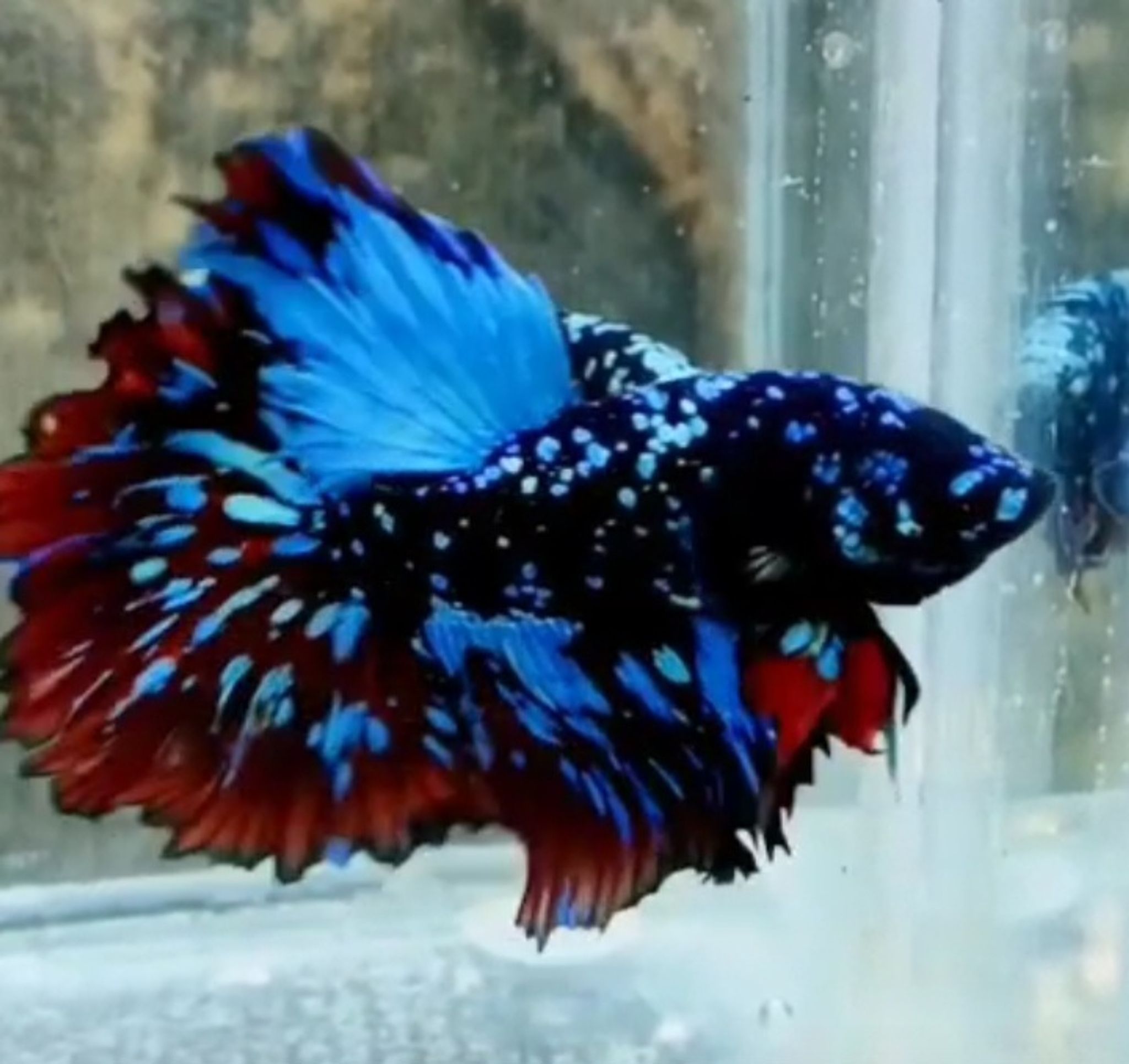 Hm rosetail avatar Gordon