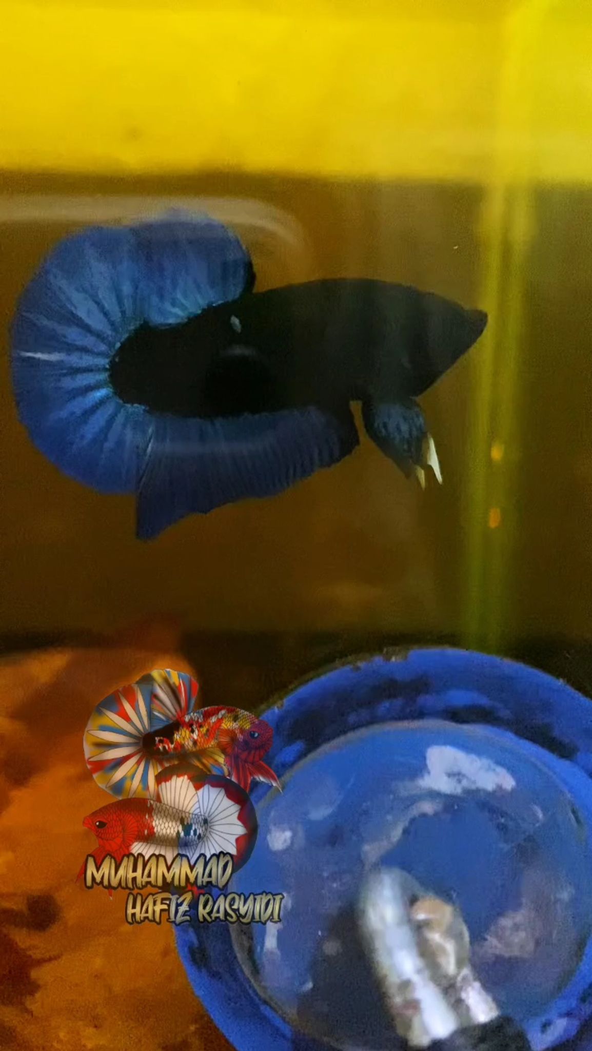 Hmpk BLACKBASE