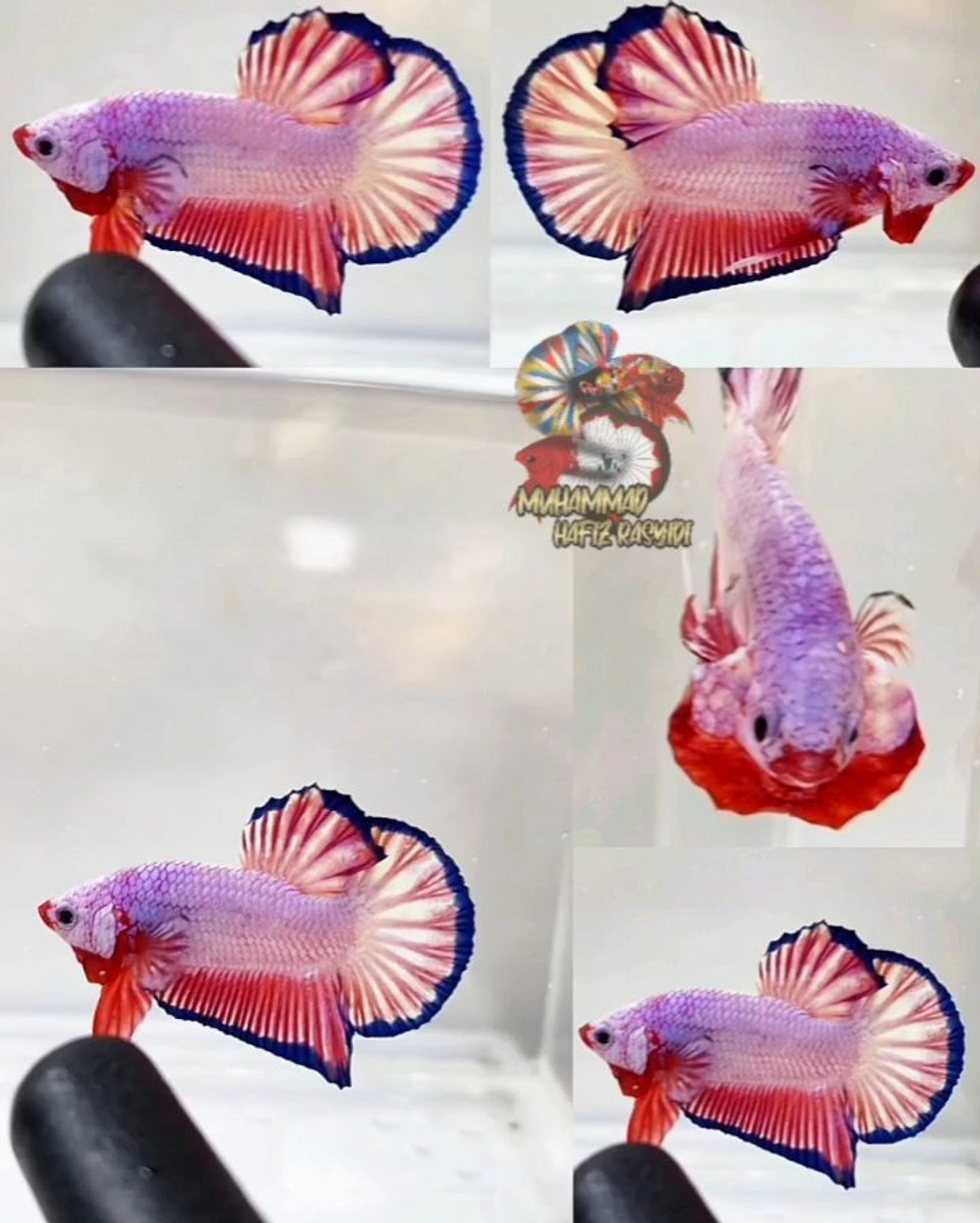 Hmpk Flamingo