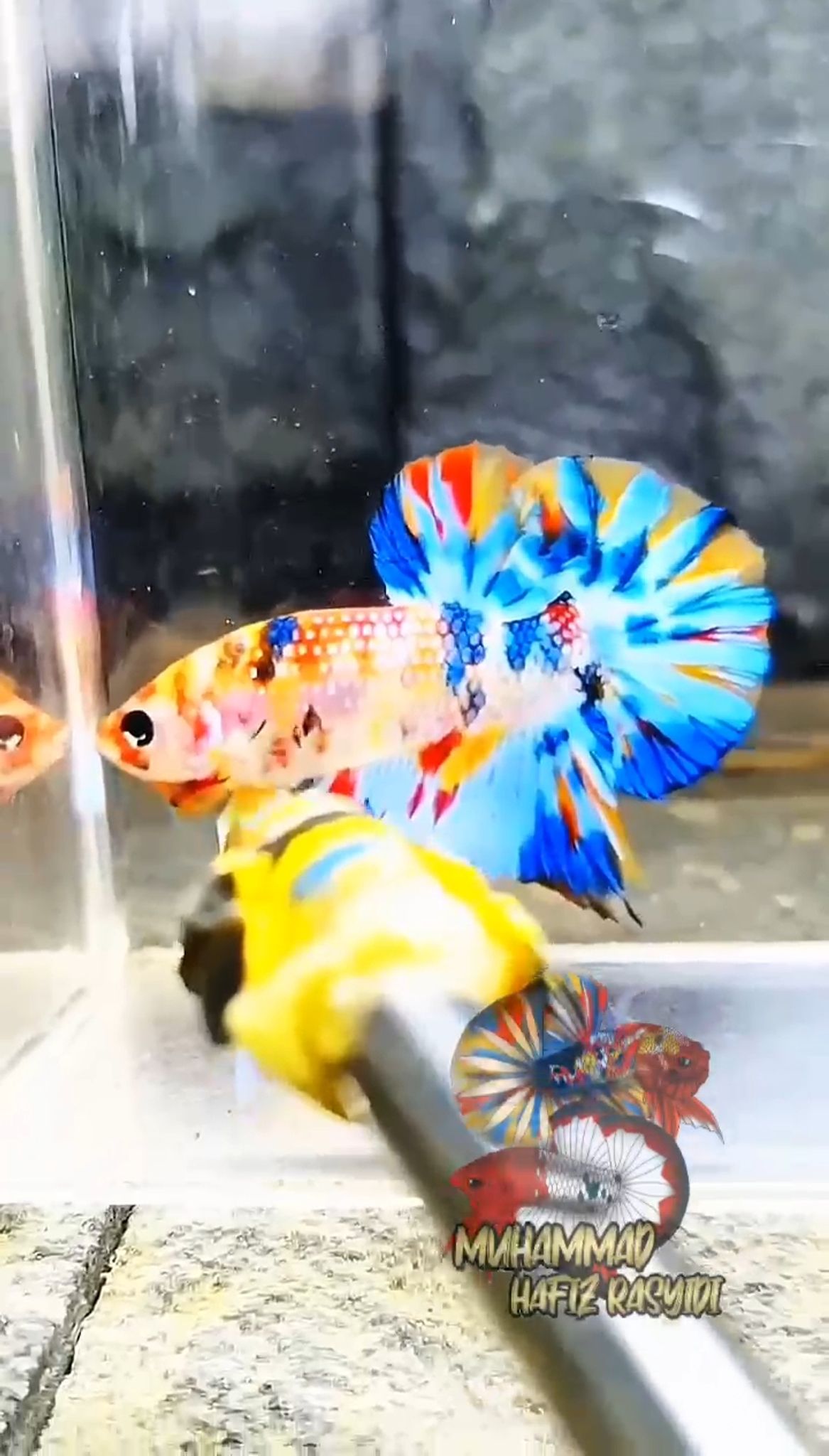 Hmpk Multicolor Metallic