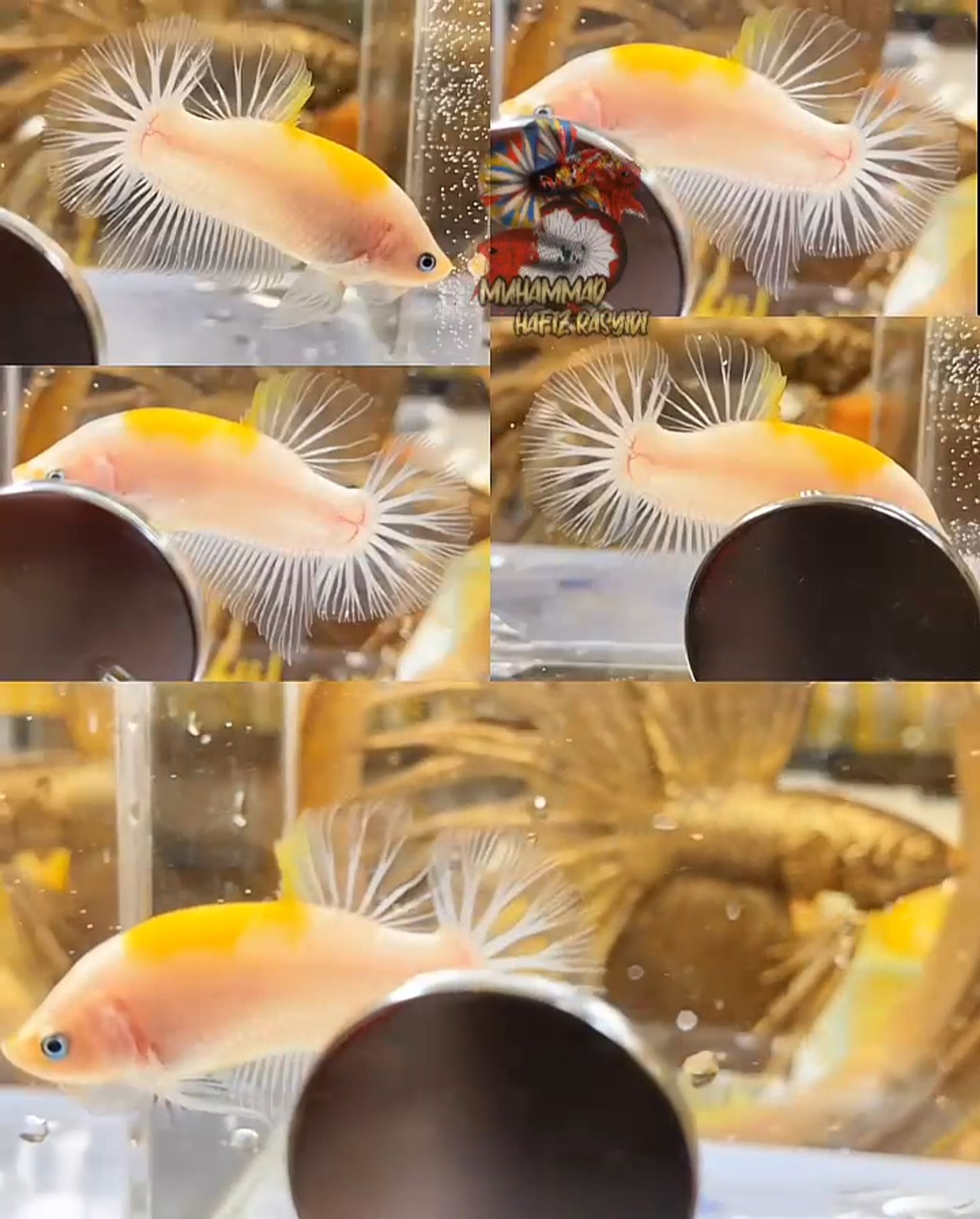 Hmpk Tancho Yellow