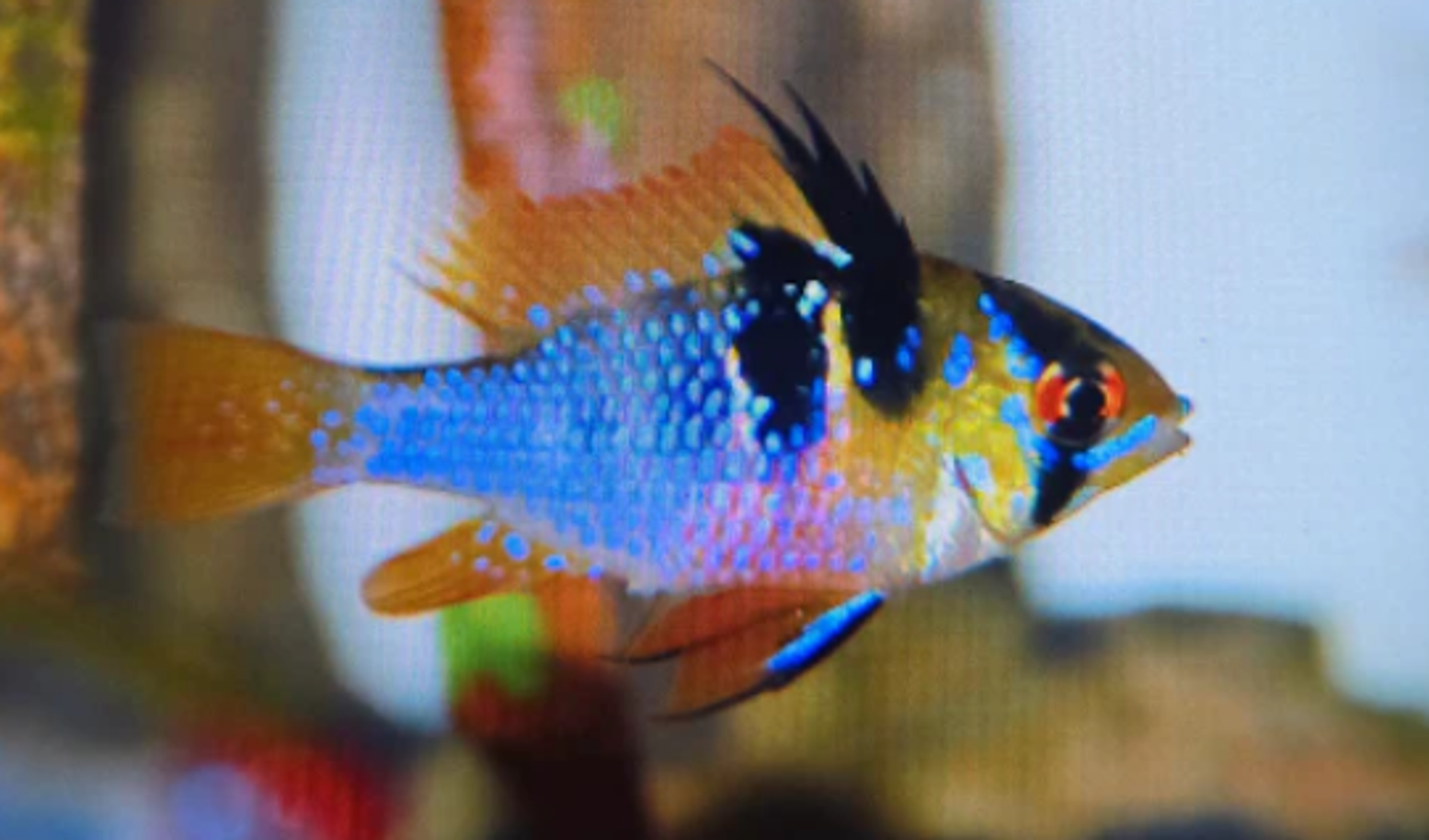 Holland Ramirezi 3cm