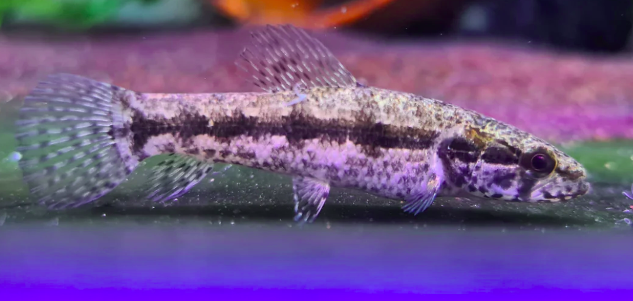 Hoplias Malabricus Wolf Fish
