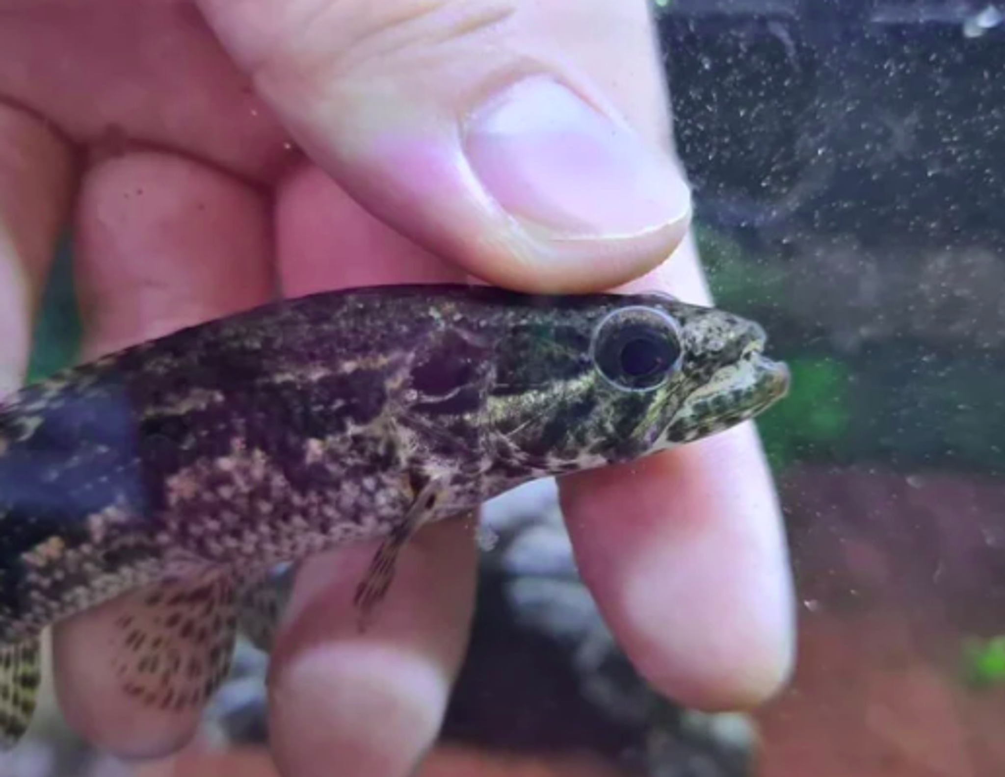 Hoplias Malabricus Wolf Fish