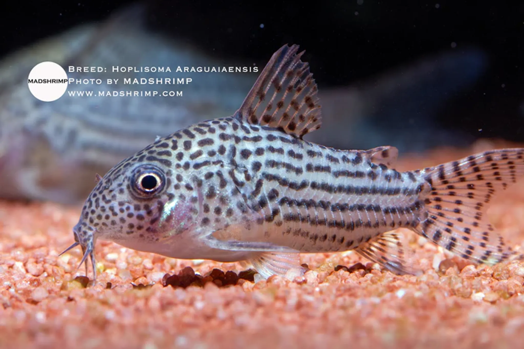 Hoplisoma Araguaiaensis