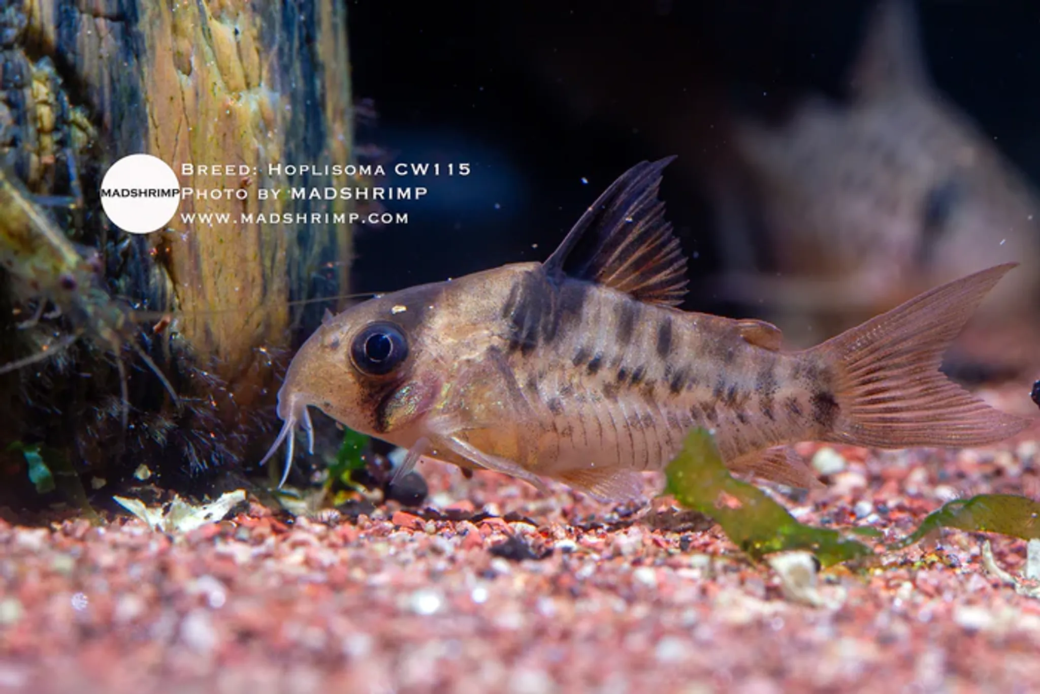 Hoplisoma CW115