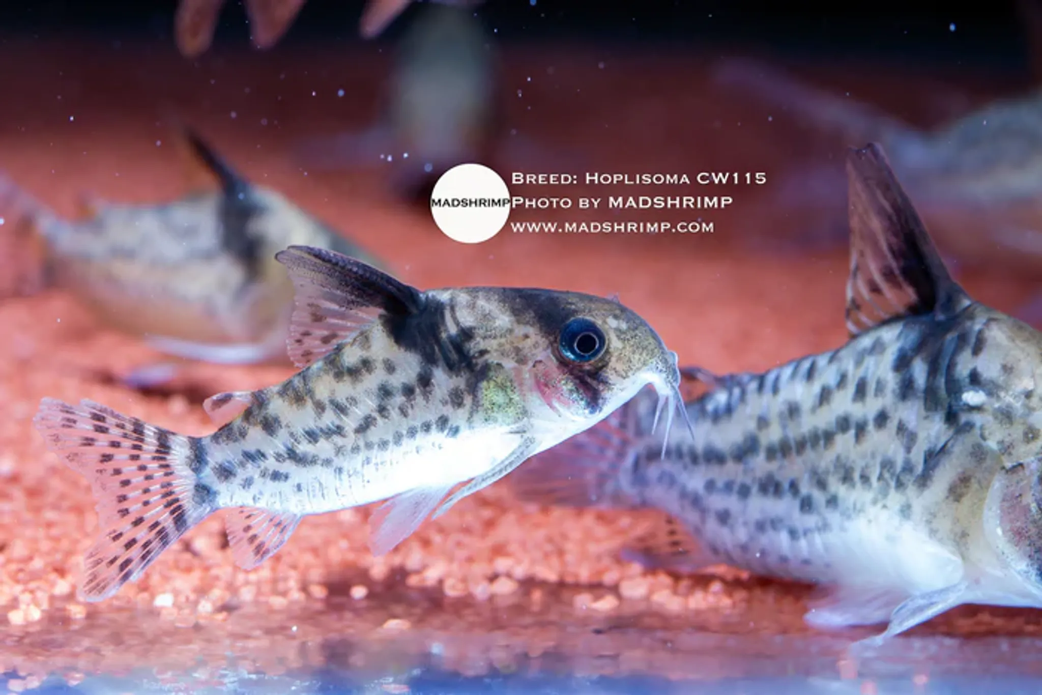 Hoplisoma CW115
