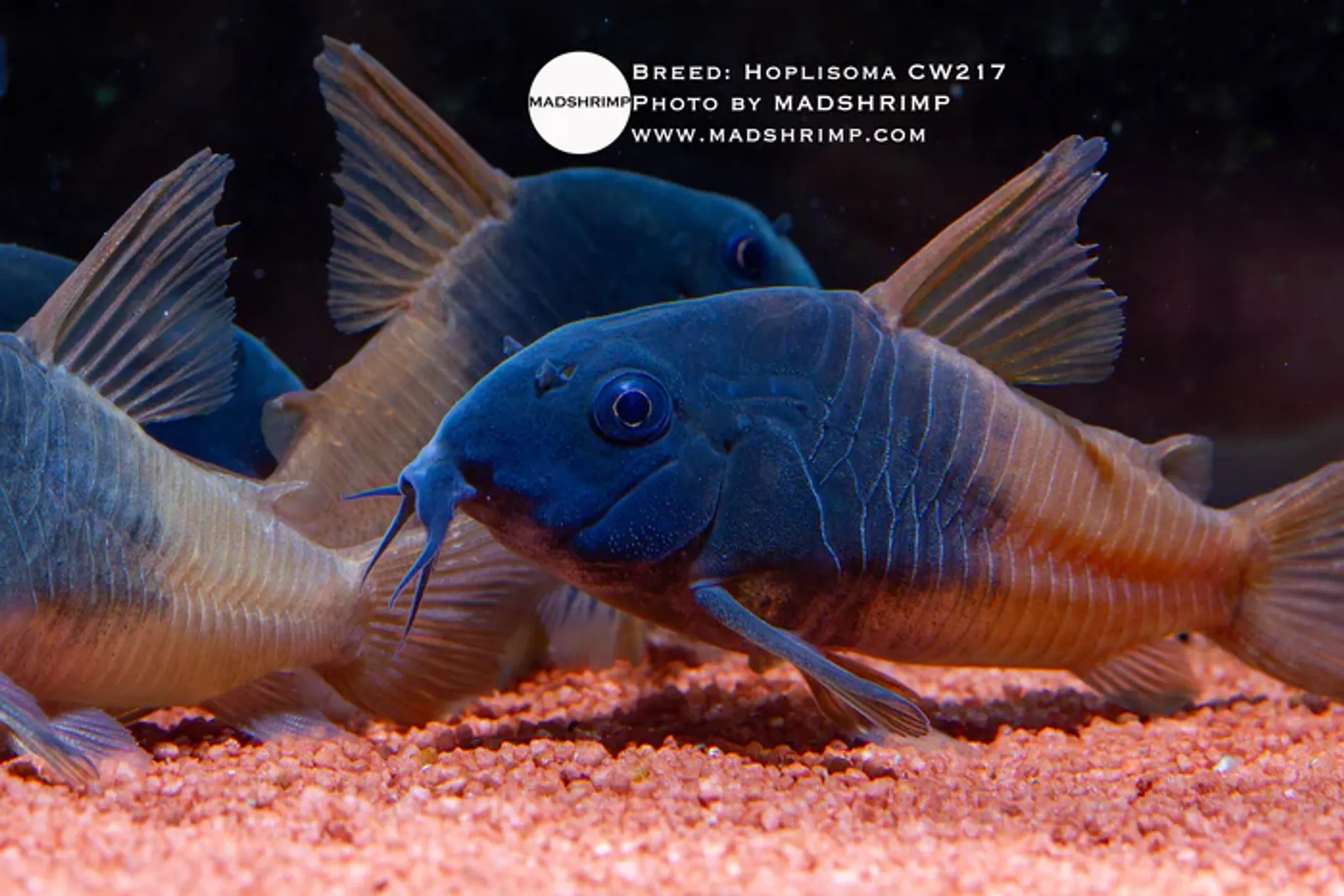 Hoplisoma CW217