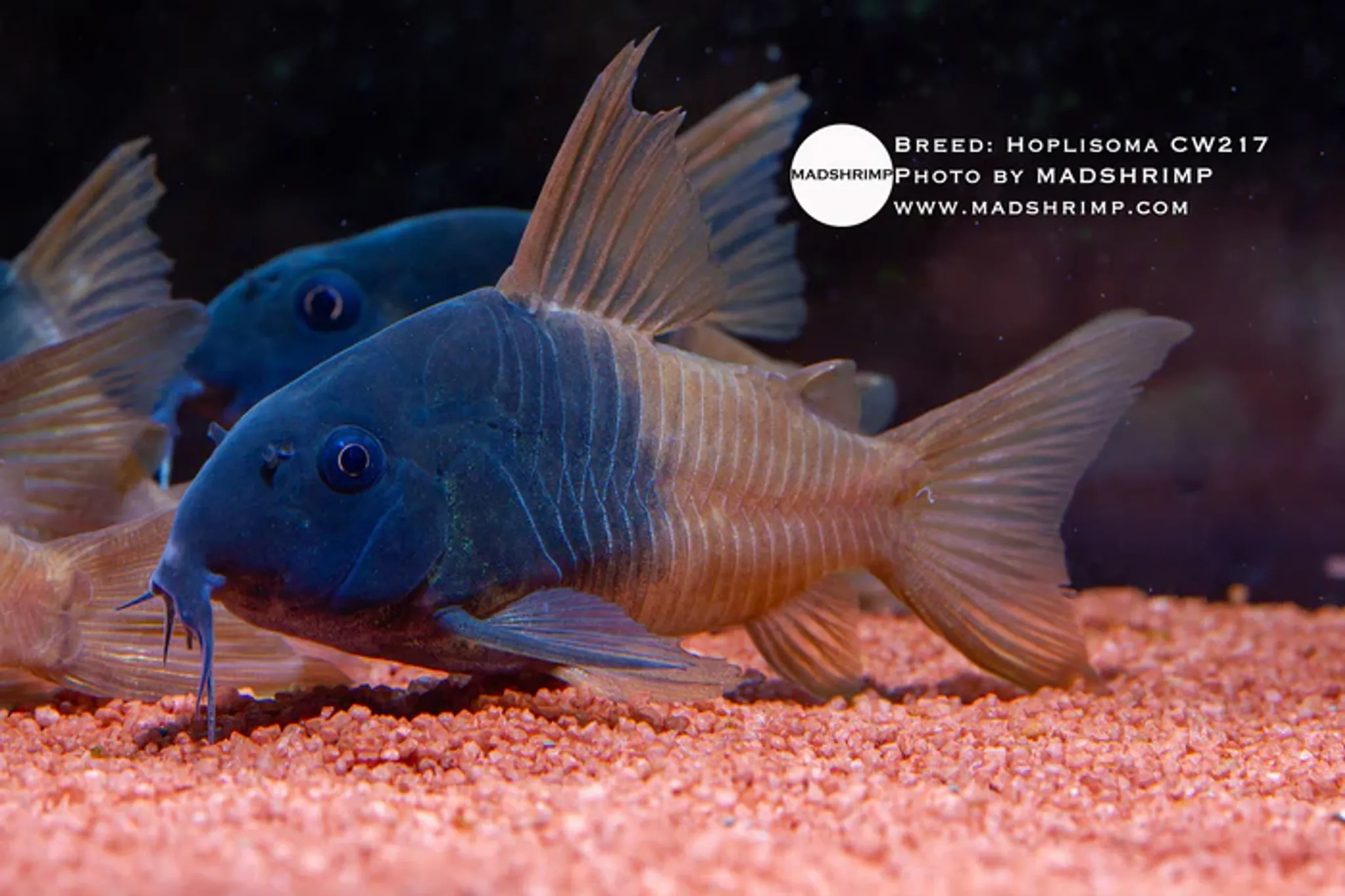 Hoplisoma CW217