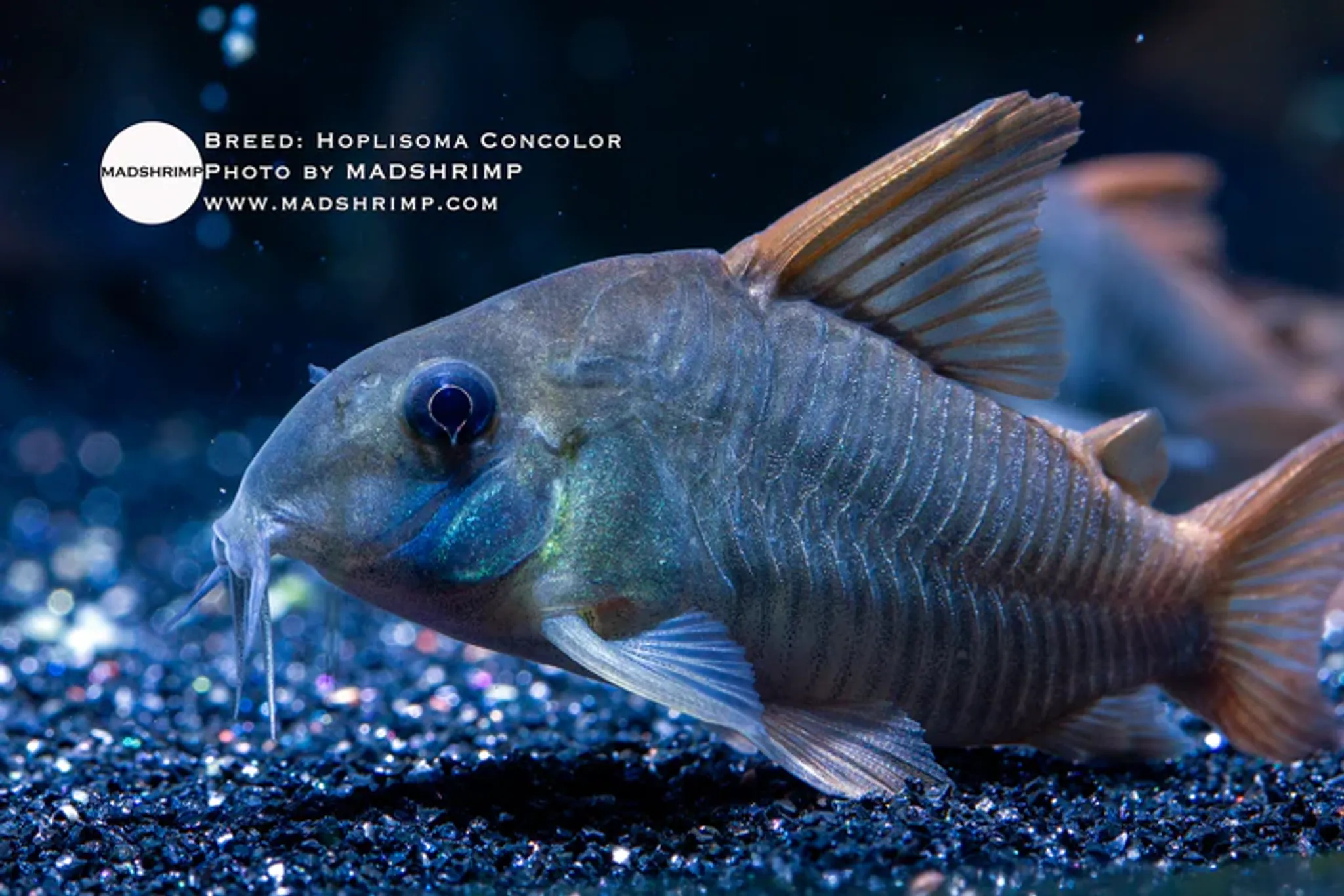 Hoplisoma Concolor