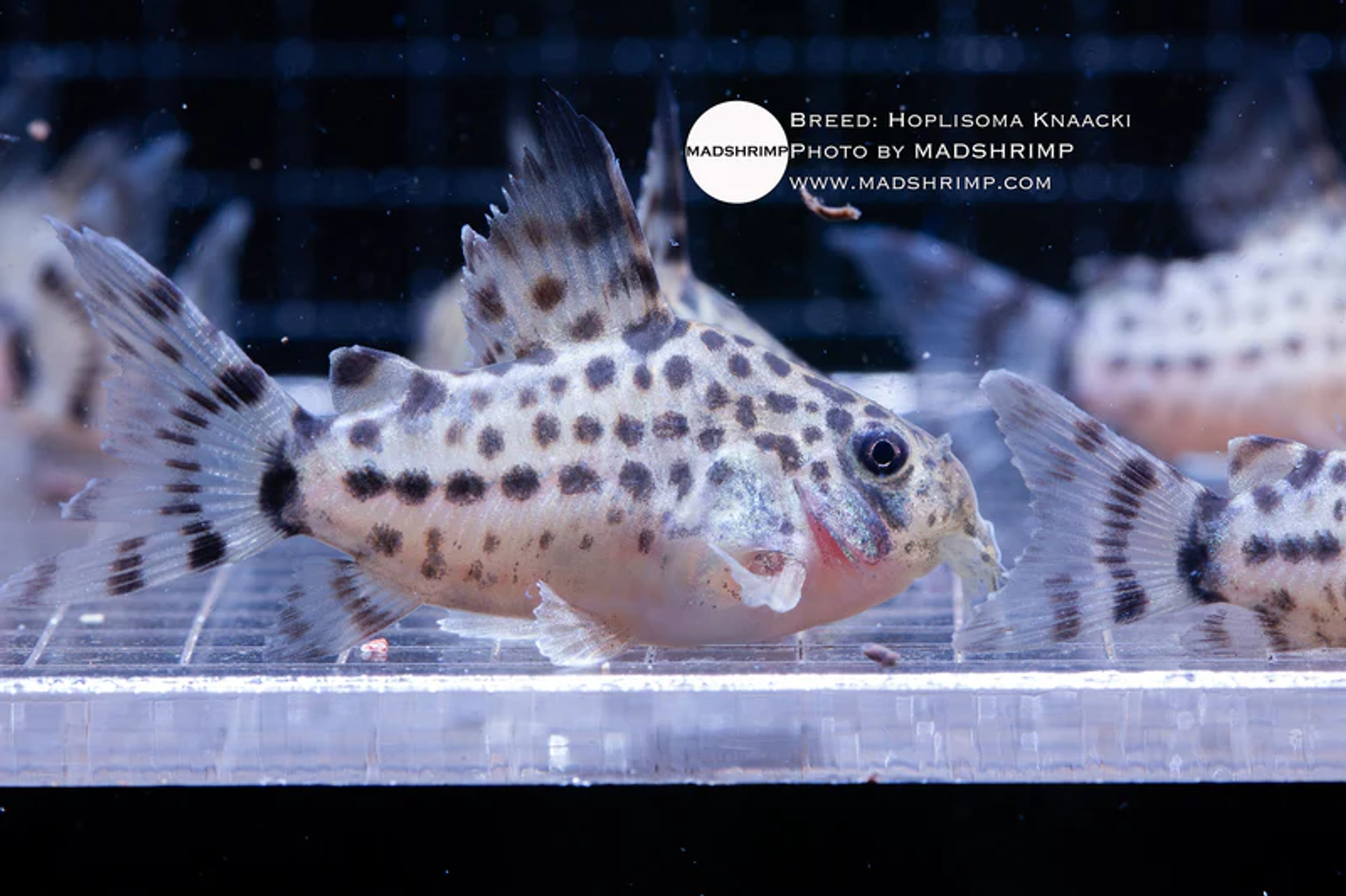Hoplisoma Knaacki [Captive]