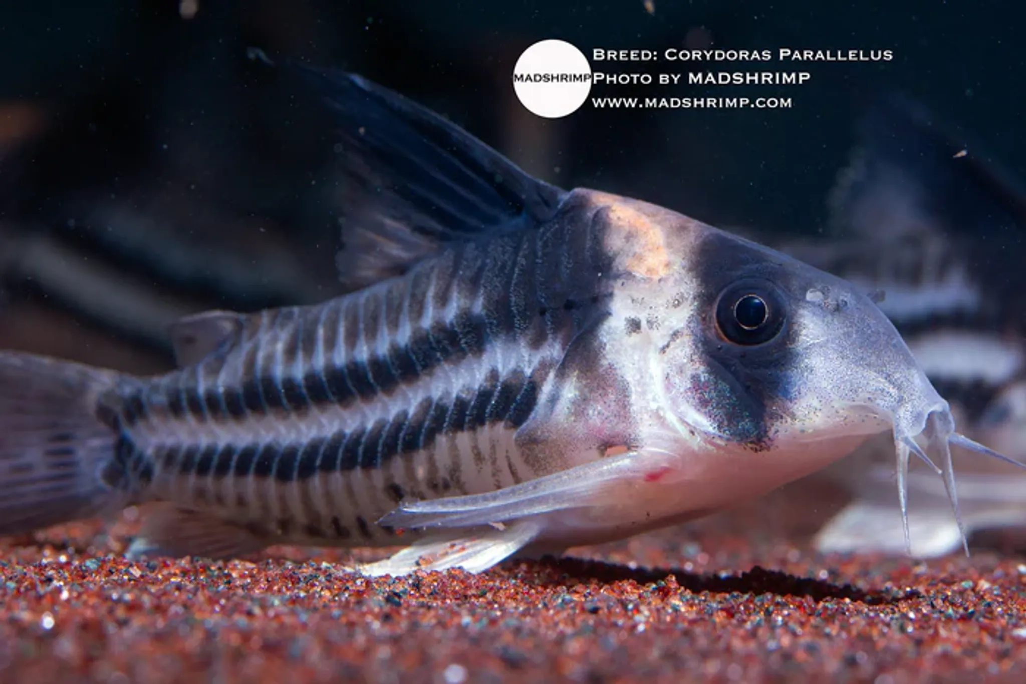Hoplisoma Parallelum C002
