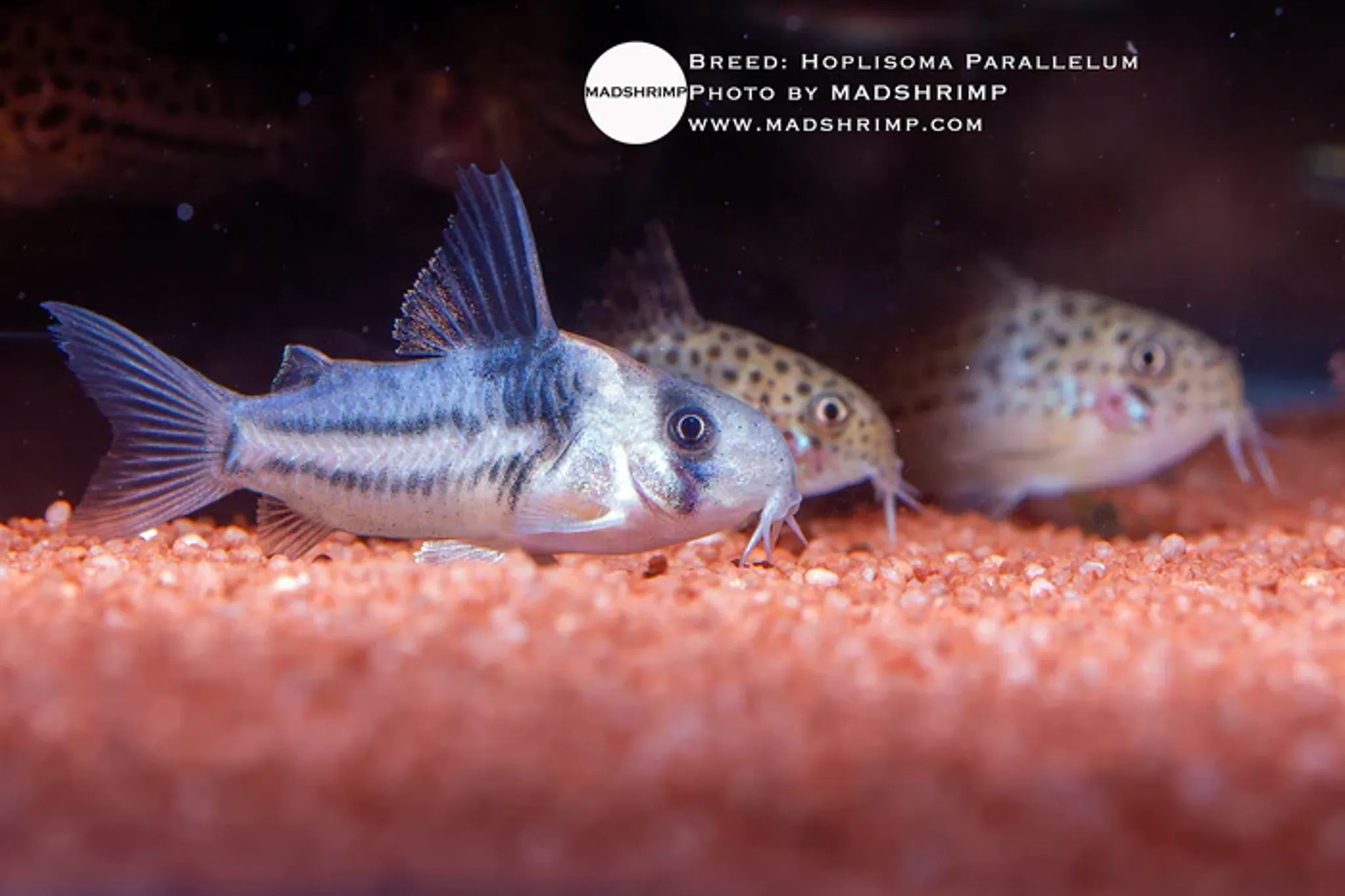 Hoplisoma Parallelum C002