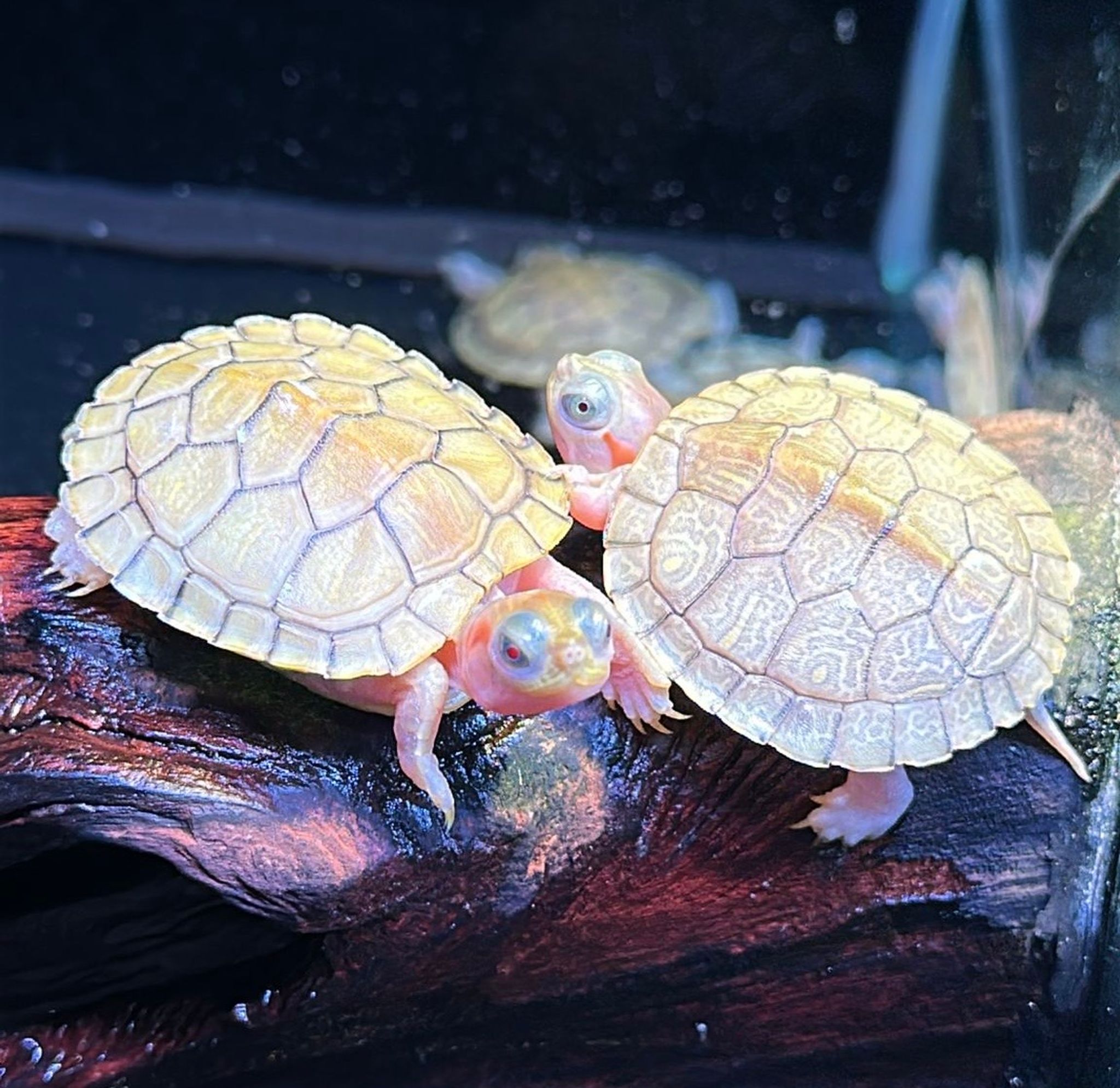 Hybino Red Eared Slider Turtles