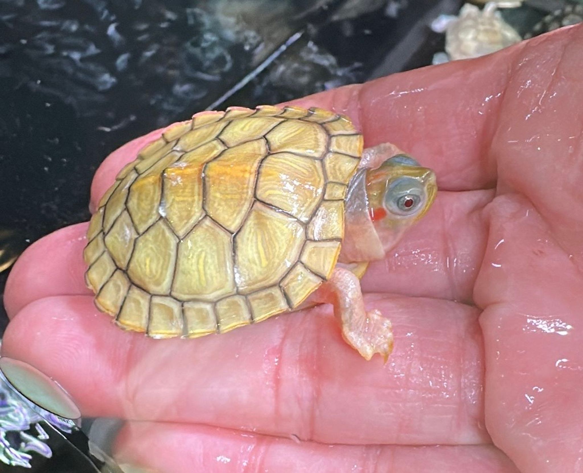 Hybino Red Eared Slider Turtles