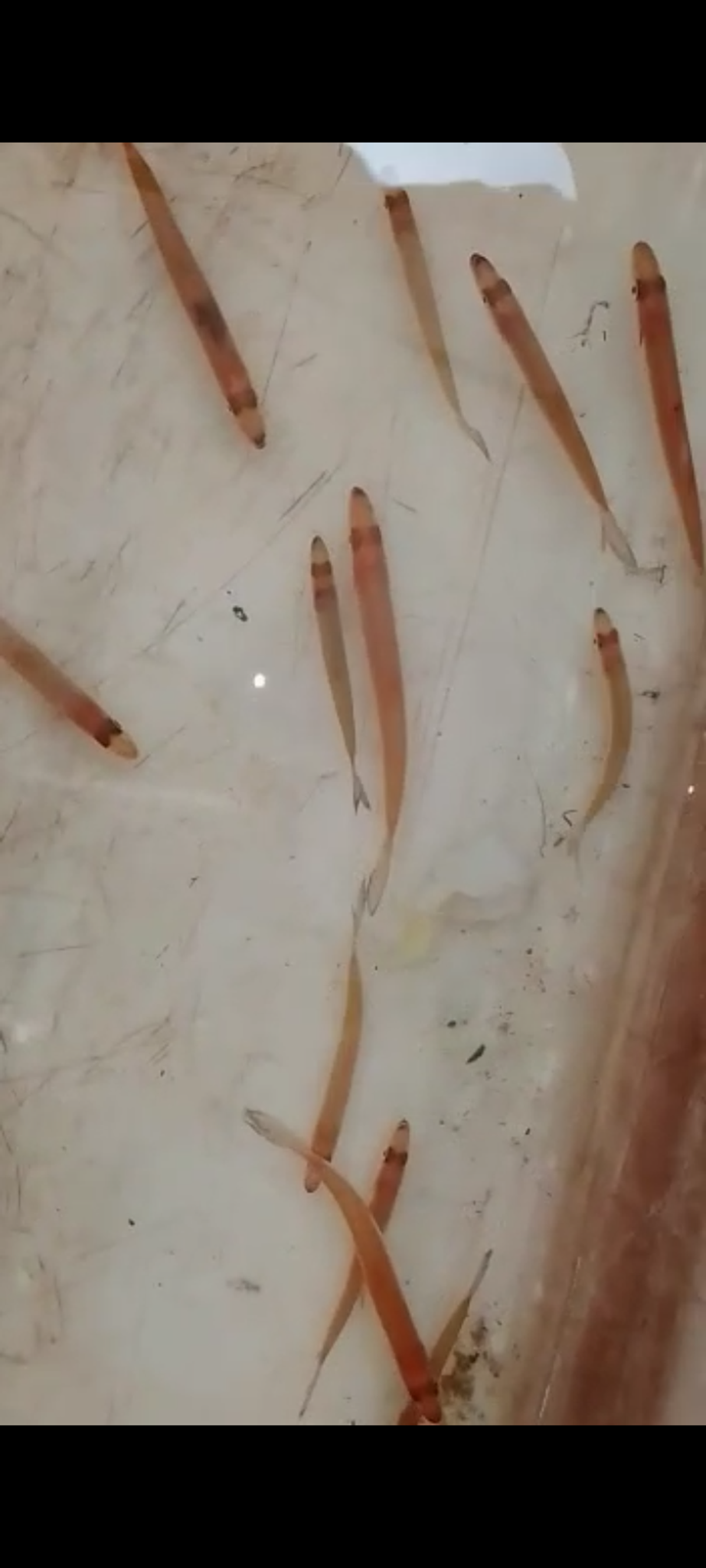 Hydrocinus golliath