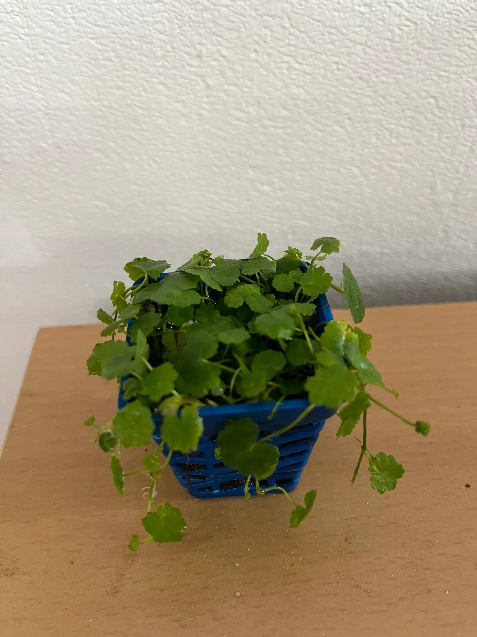 Hydrocotyle Tripartita