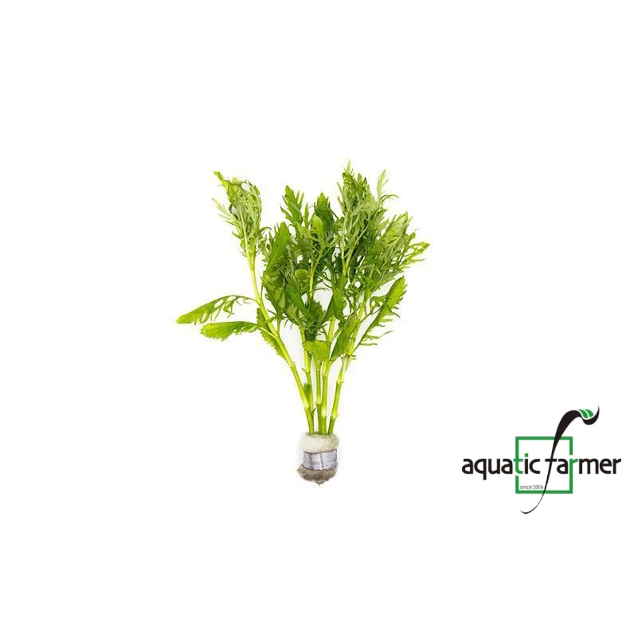 Hygrophila Difformis in Lead Bunch by Aquatic Farmer
