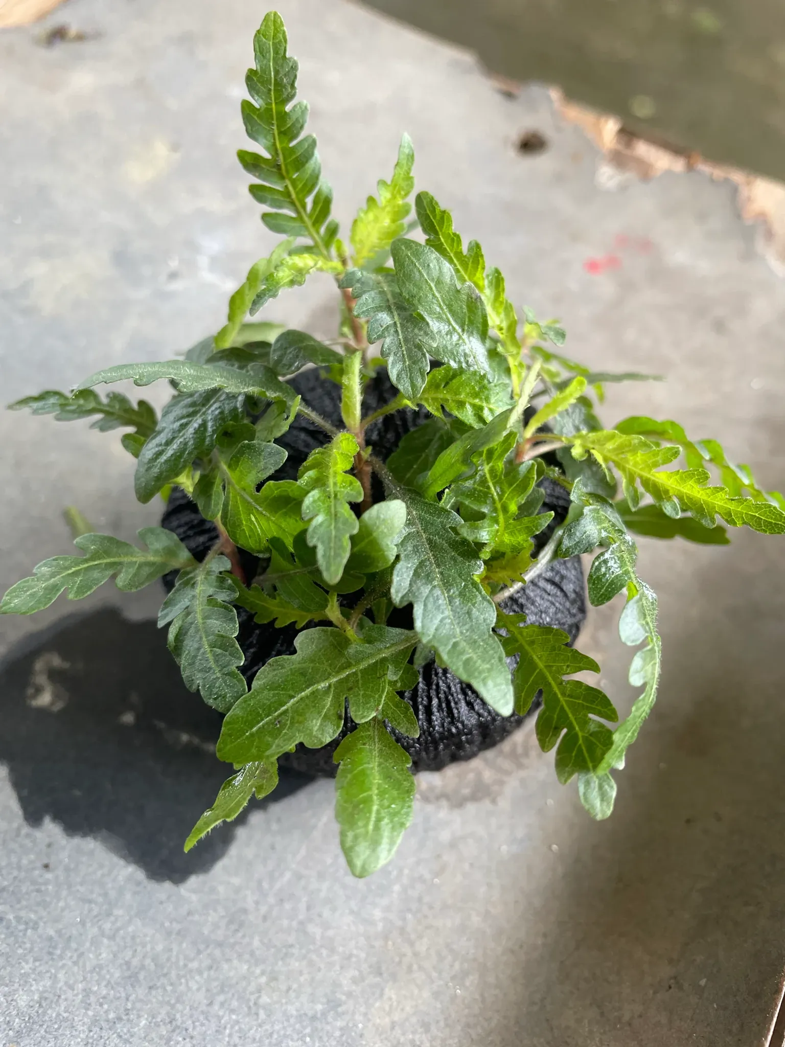 Hygrophila Pinnatifida (Wabikusa)