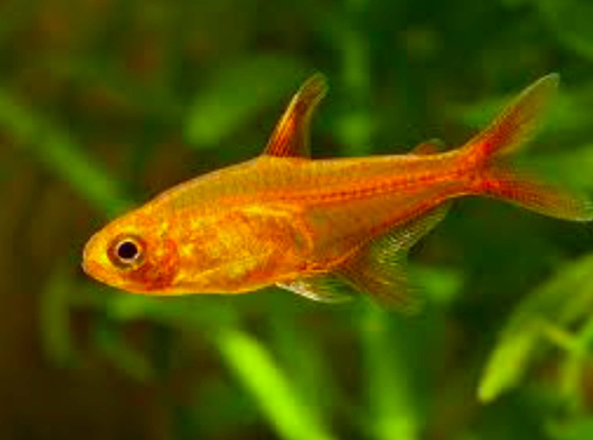 Ember Tetra