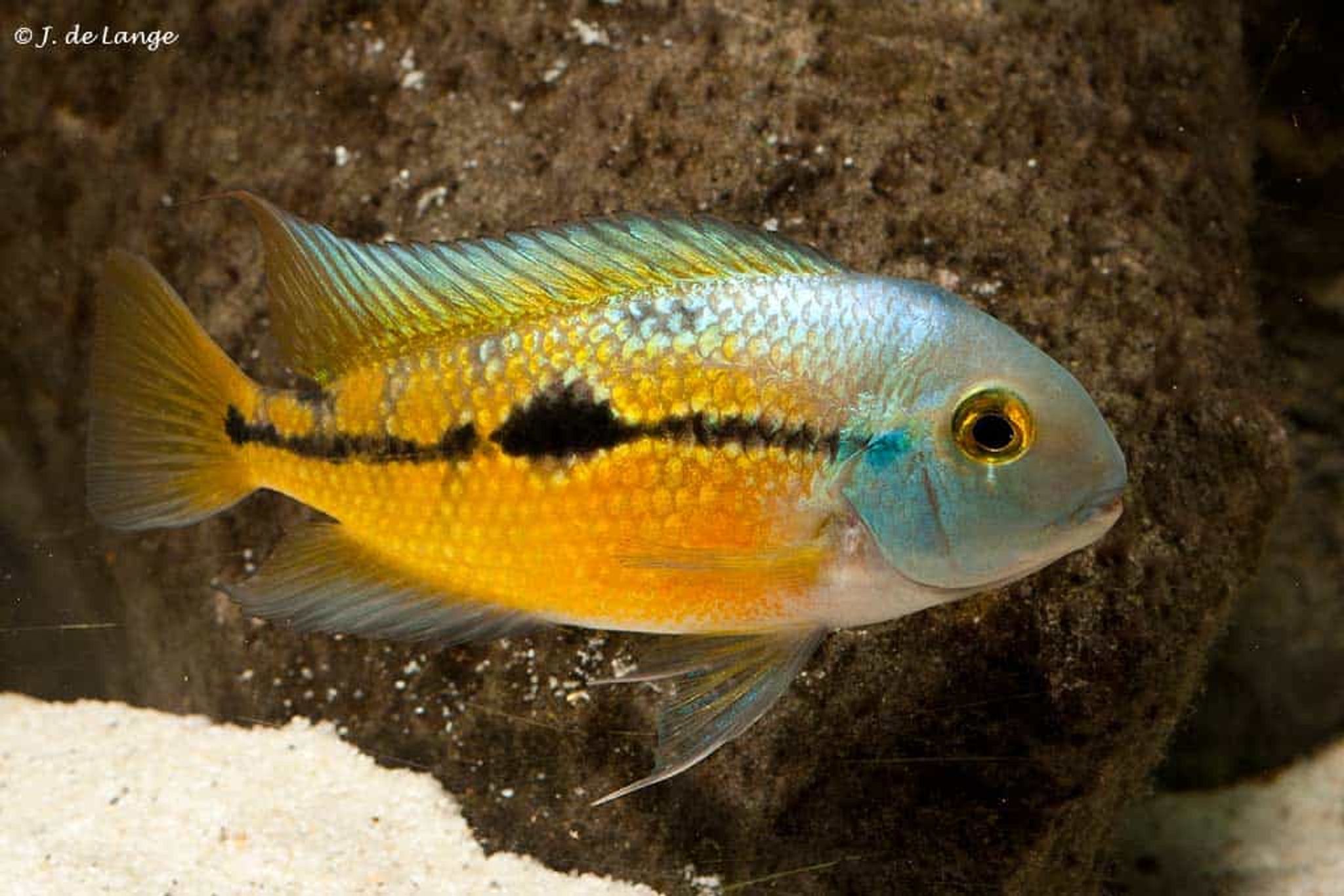 Hypsophrys Nicaraguensis / Macaw Cichlid