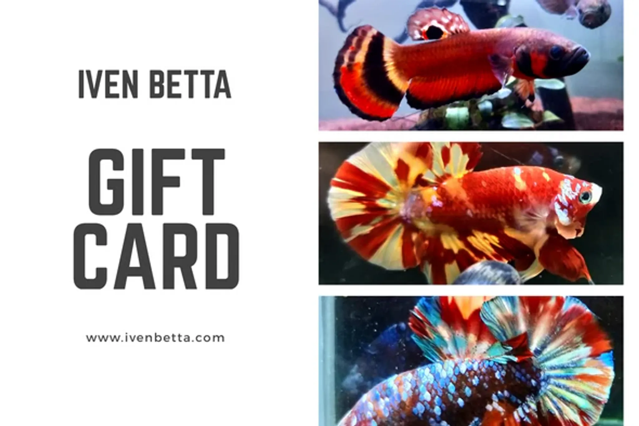 IB AQ - Gift Card