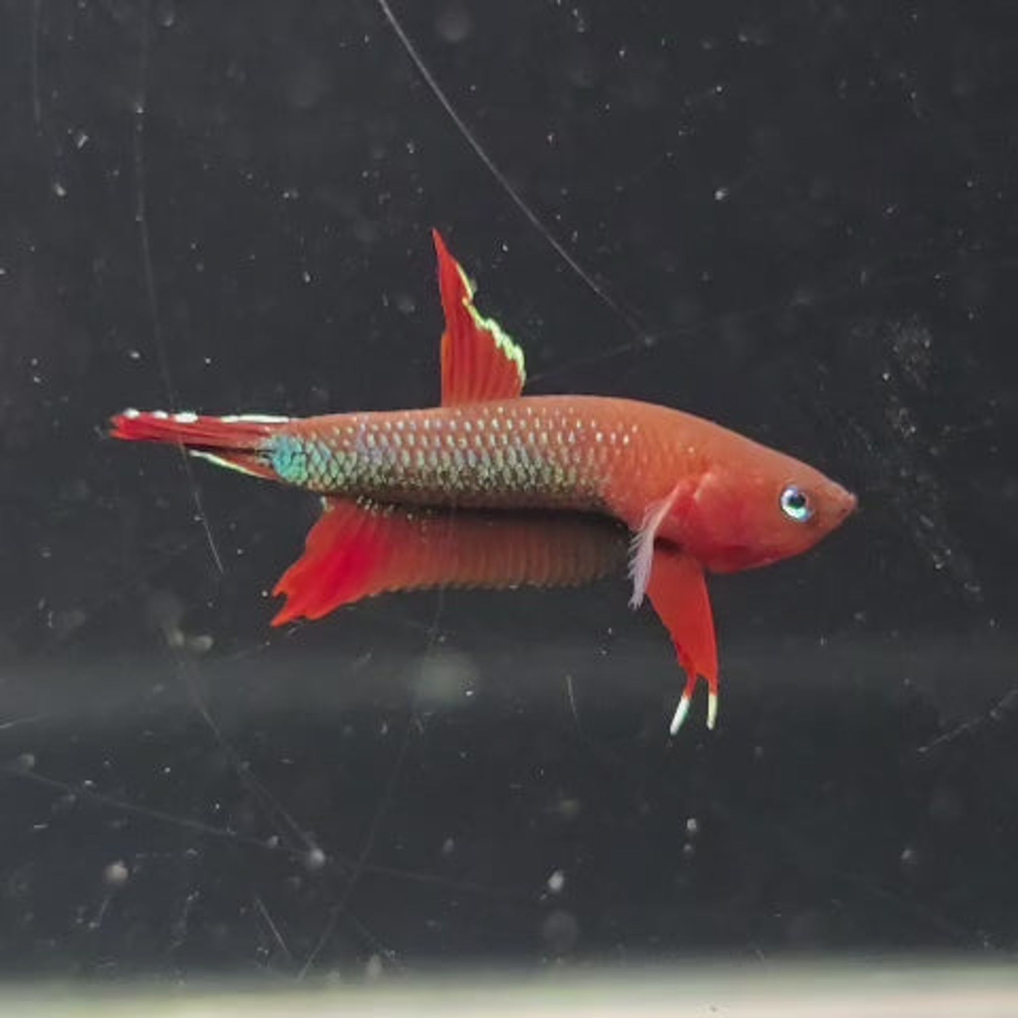 Iaspis Male (IA110)