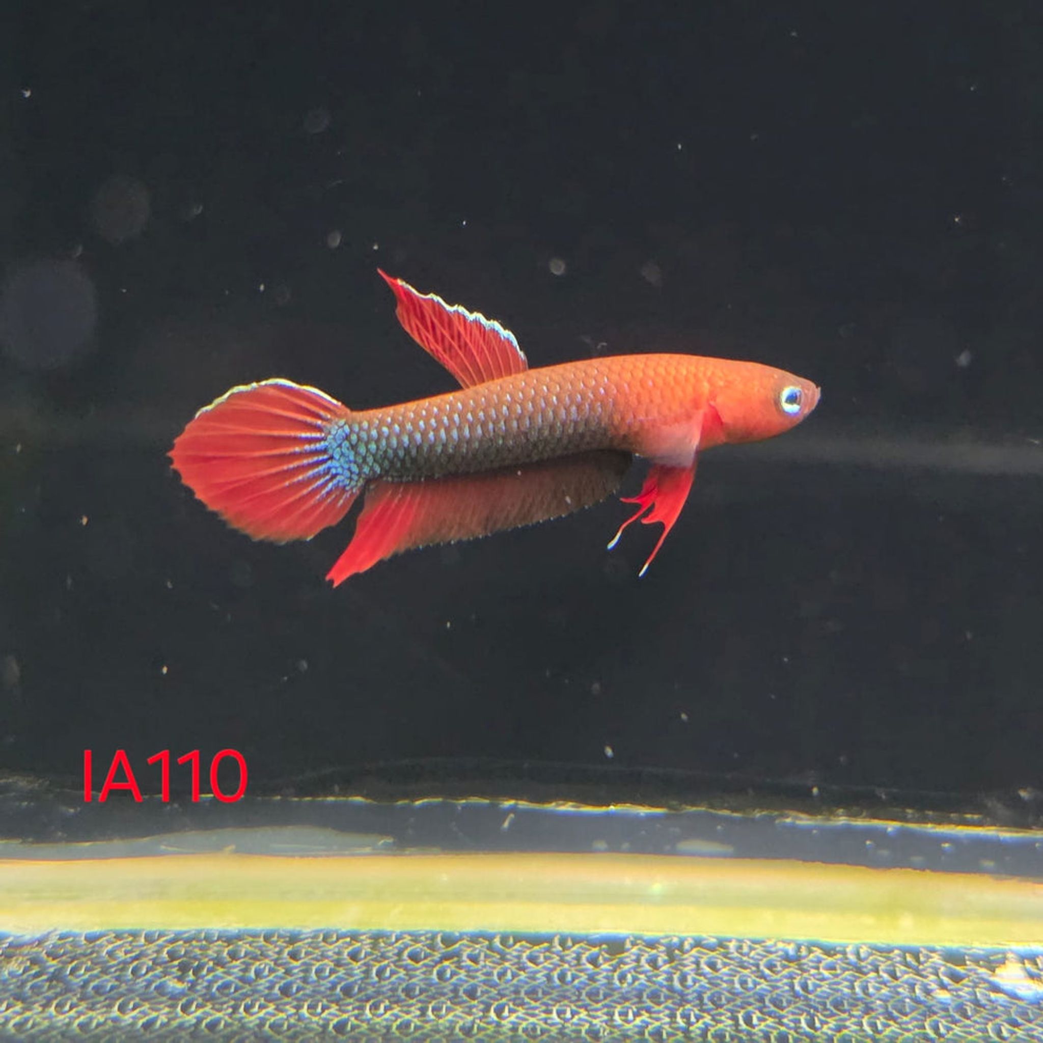 Iaspis Male (IA110)