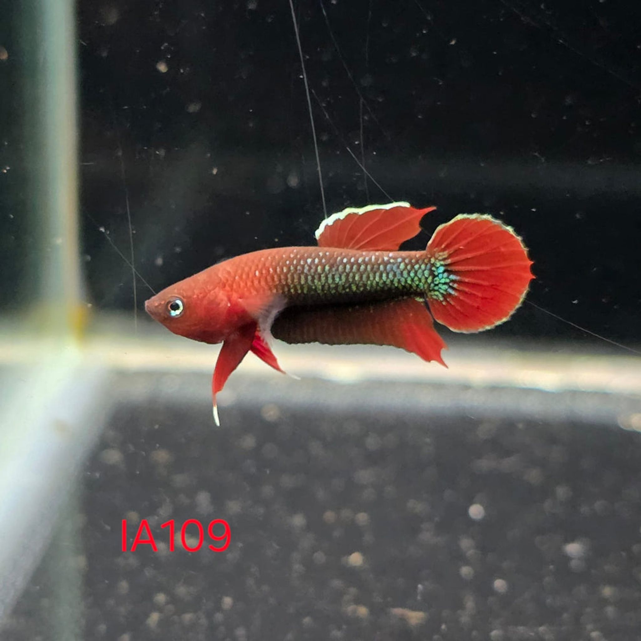 Iaspis Male (IA110)