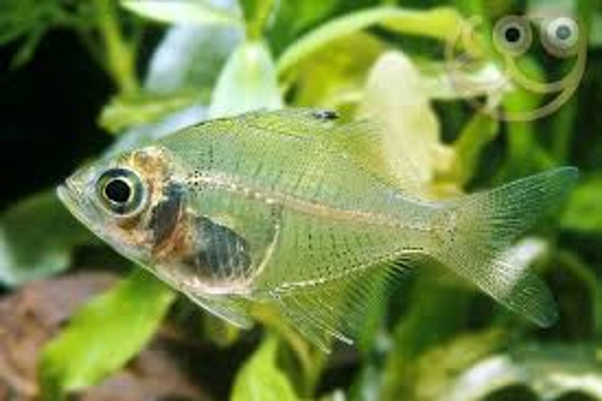 Indian Glass Fish