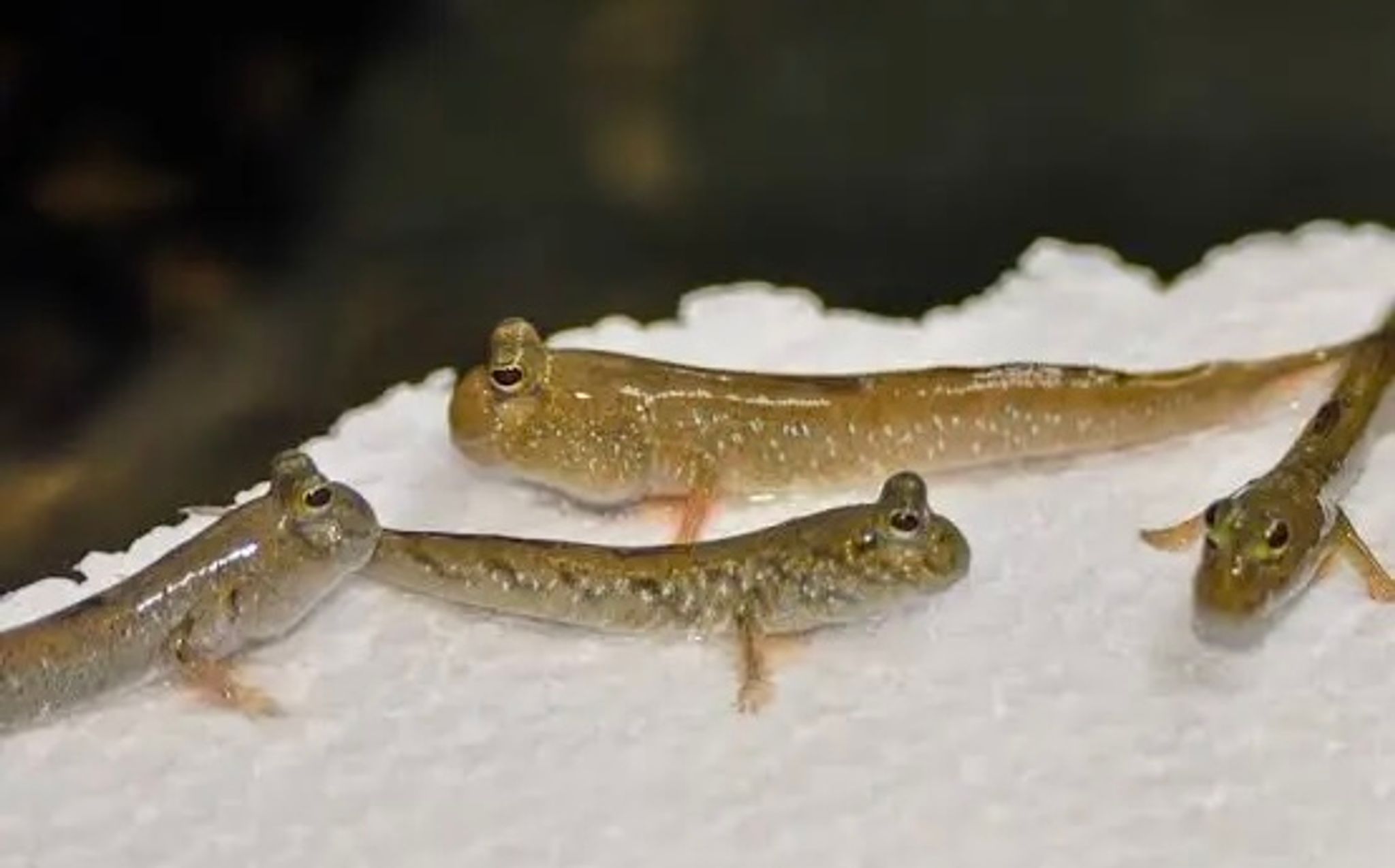 Indian dwarf mudskipper