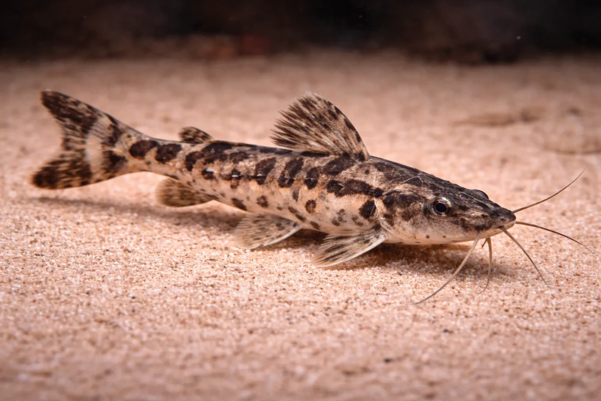 Irwini Catfish