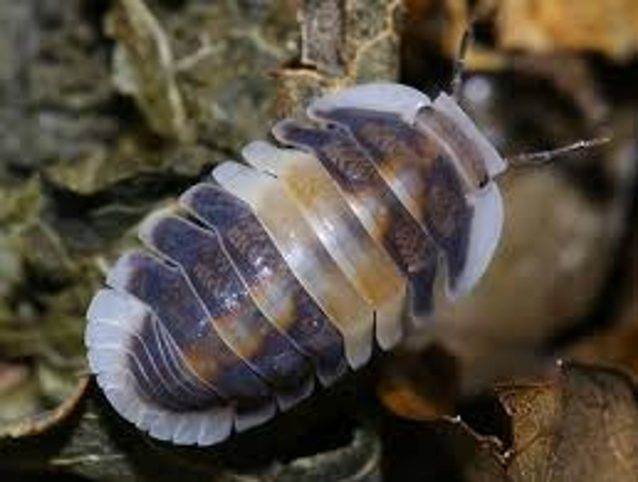 Isopod Cappuccino