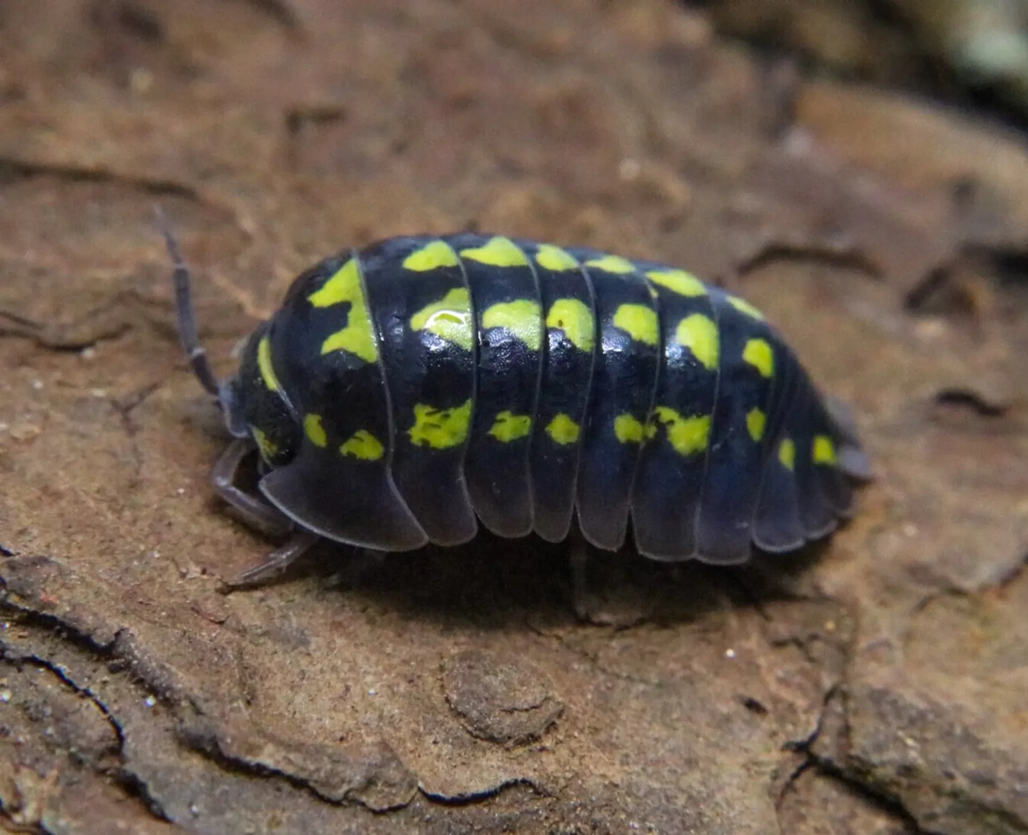 Isopod Gastori