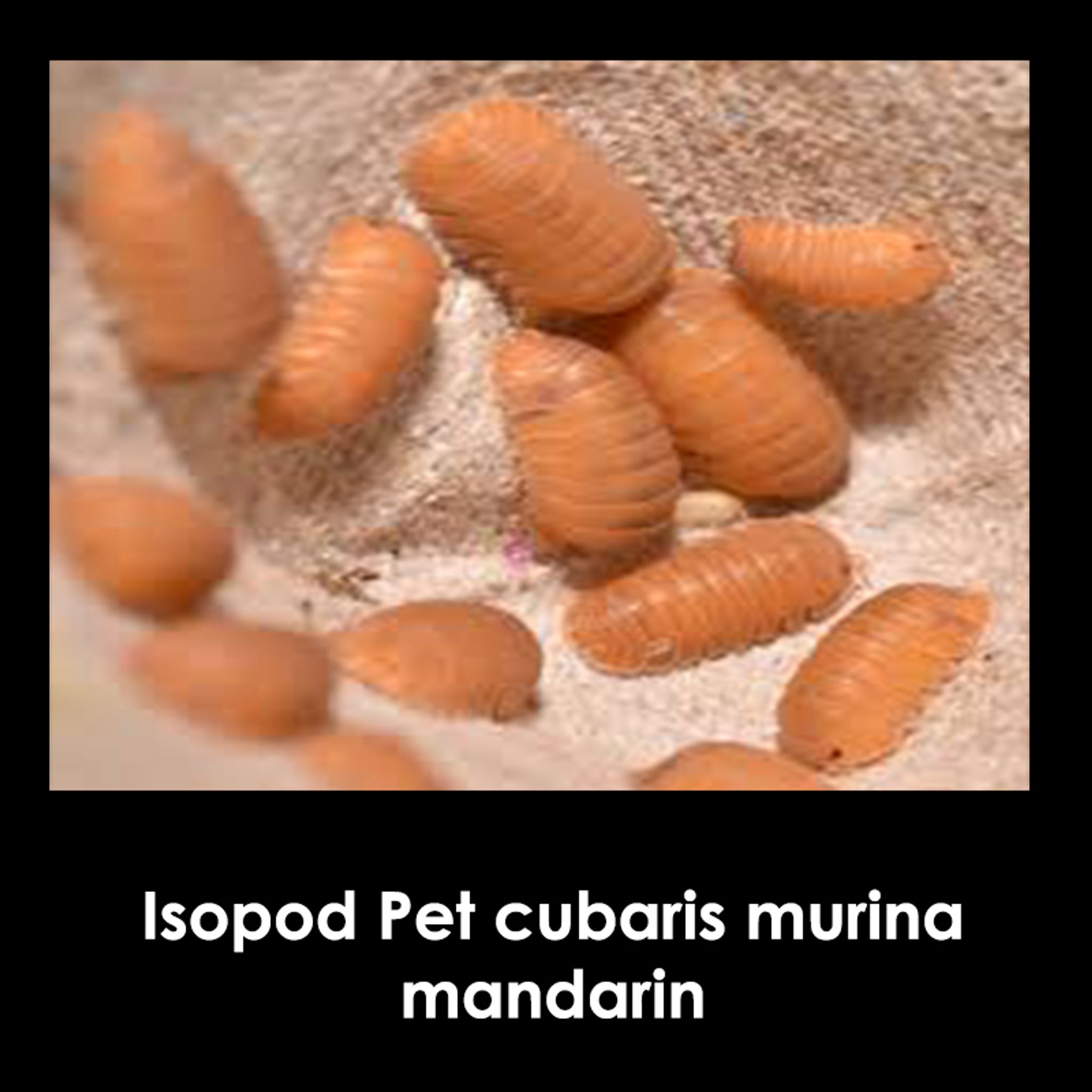 Isopod Pet cubaris murina Mixed