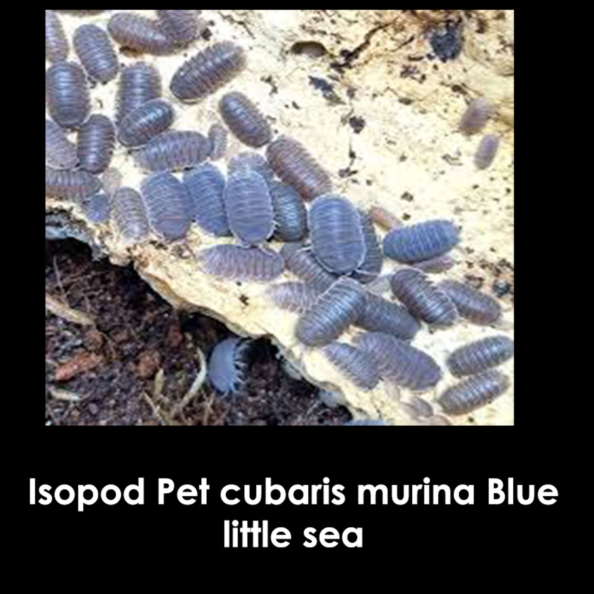 Isopod Pet cubaris murina Mixed