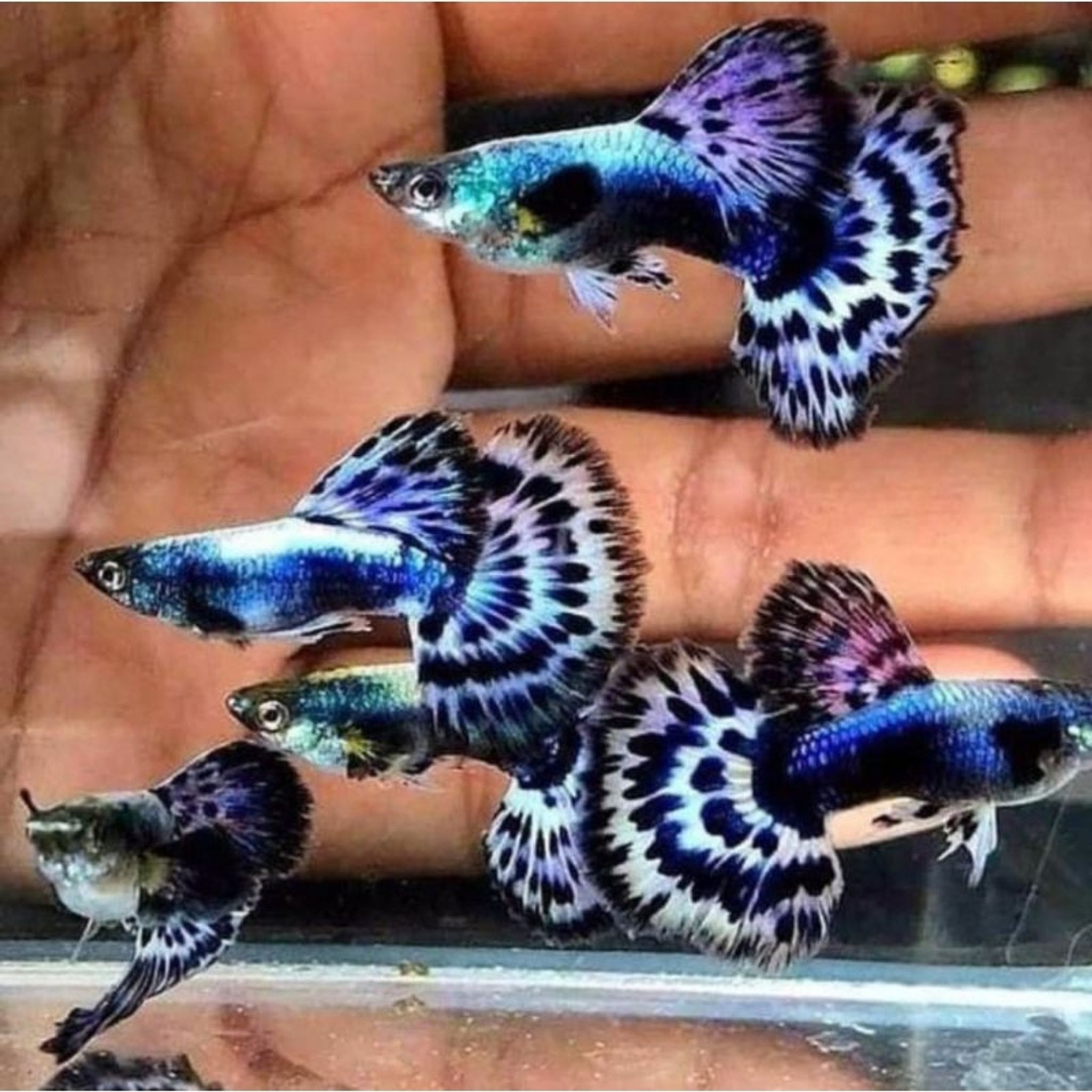 Higher Care Ivory Guppy