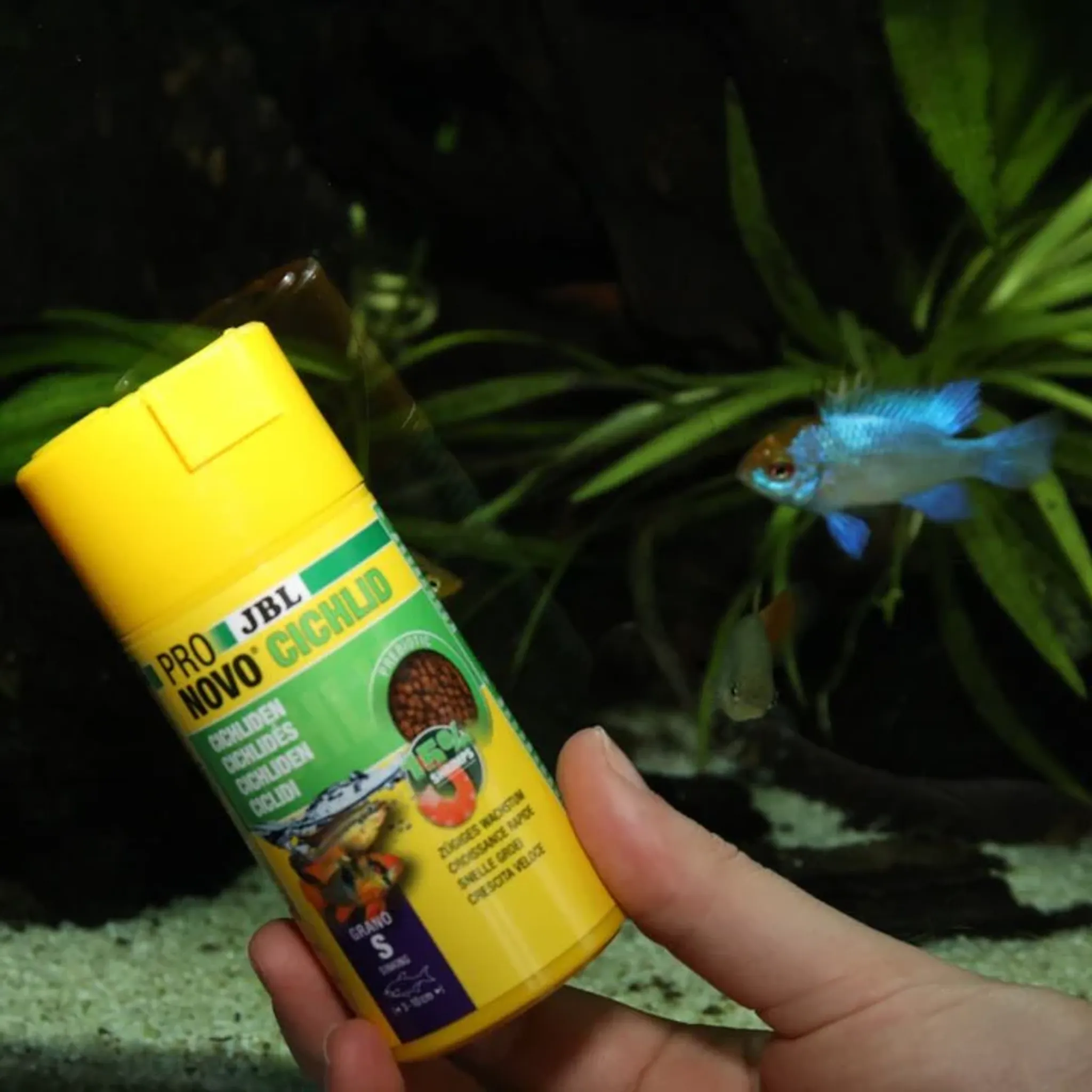 JBL Pronovo Cichlid Grano S: Premium Sinking Fish Food for Vibrant Small Cichlids