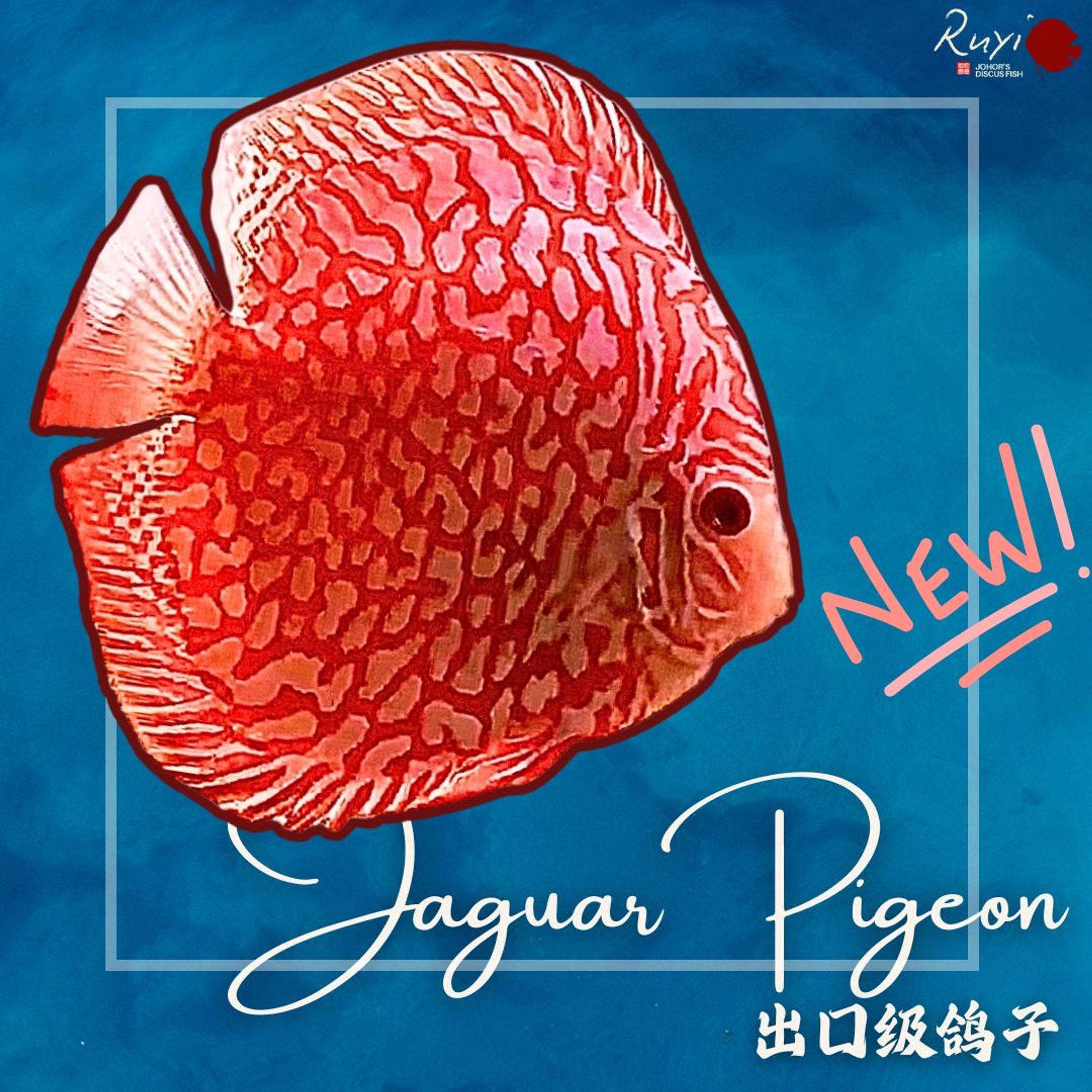 Jaguar Pigeon (Red Map)
