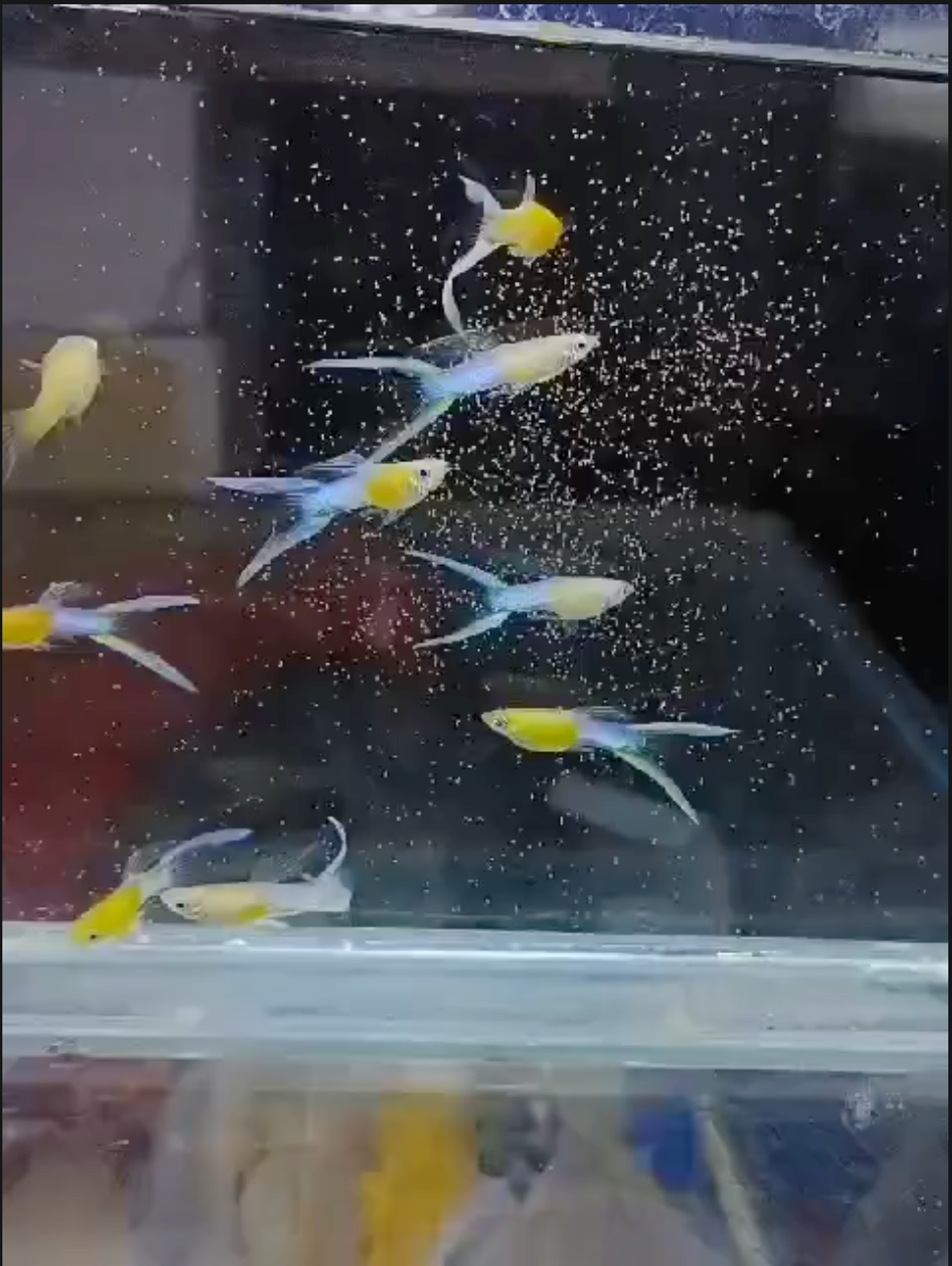 Japan blue double sword guppy