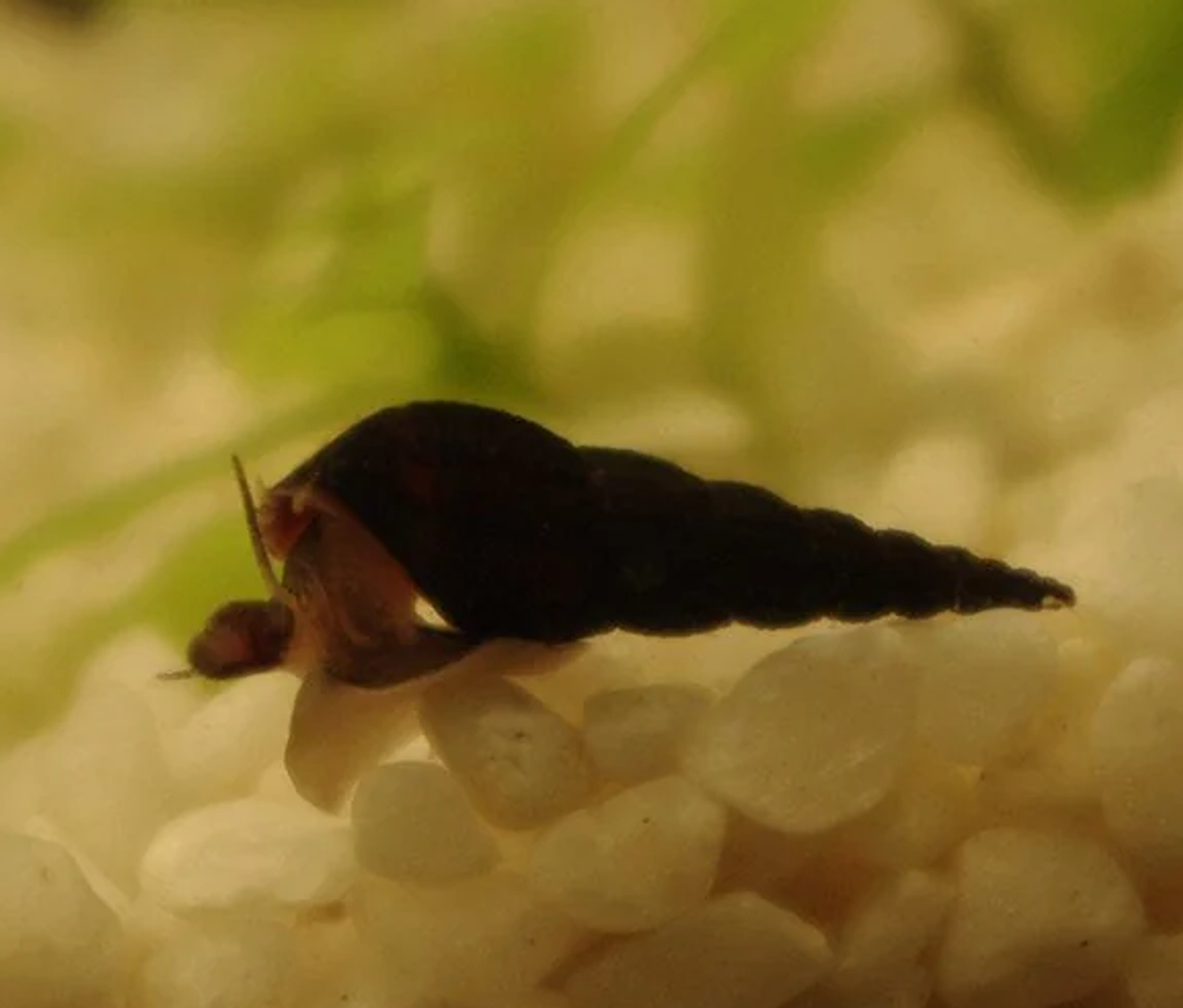 Jet Black Trumpet Snail