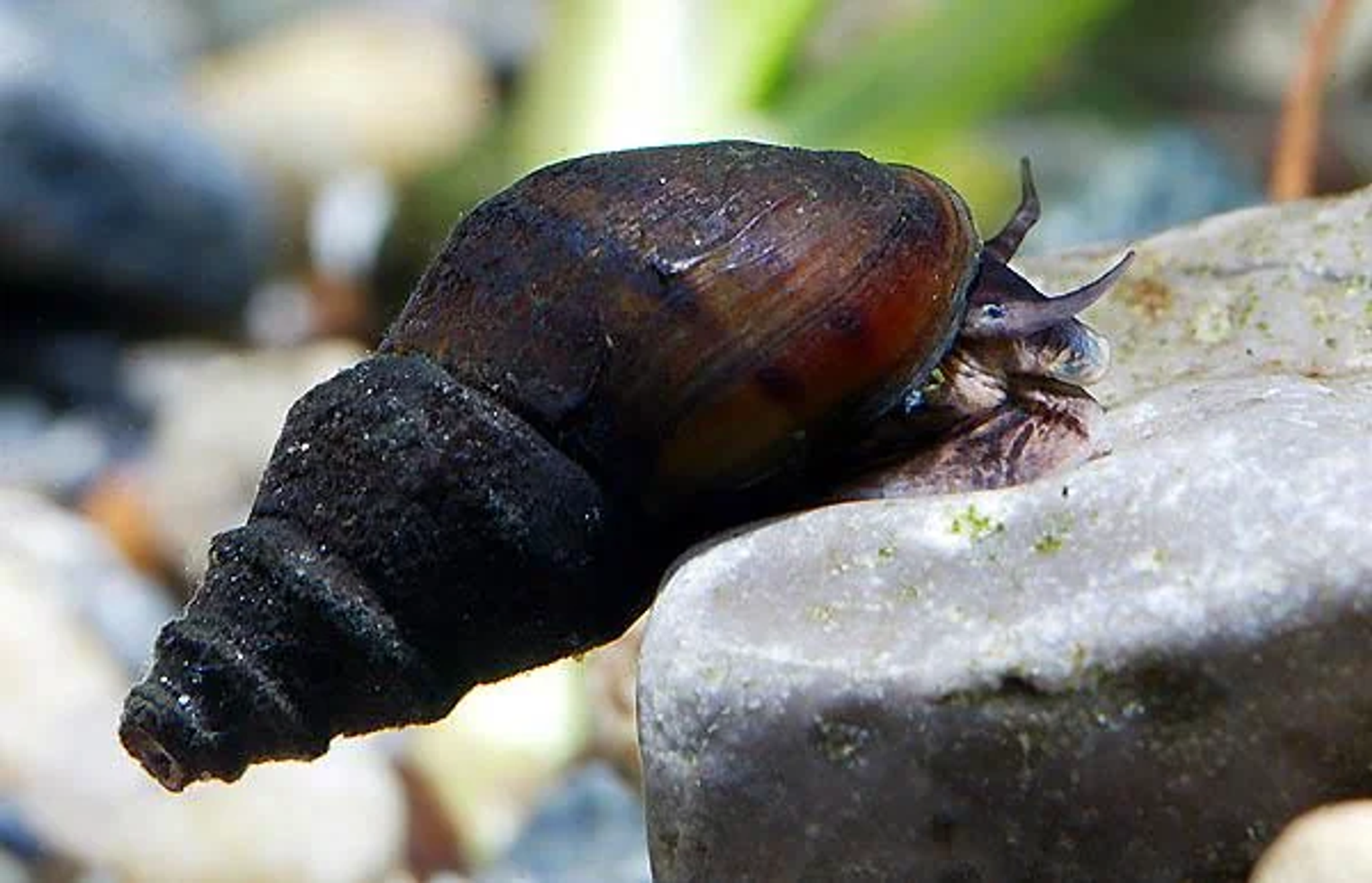 Jet Black Trumpet Snail