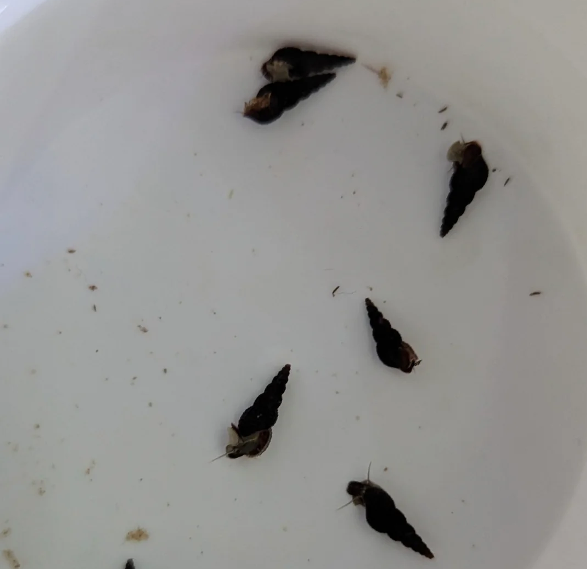 Jet Black Trumpet Snail