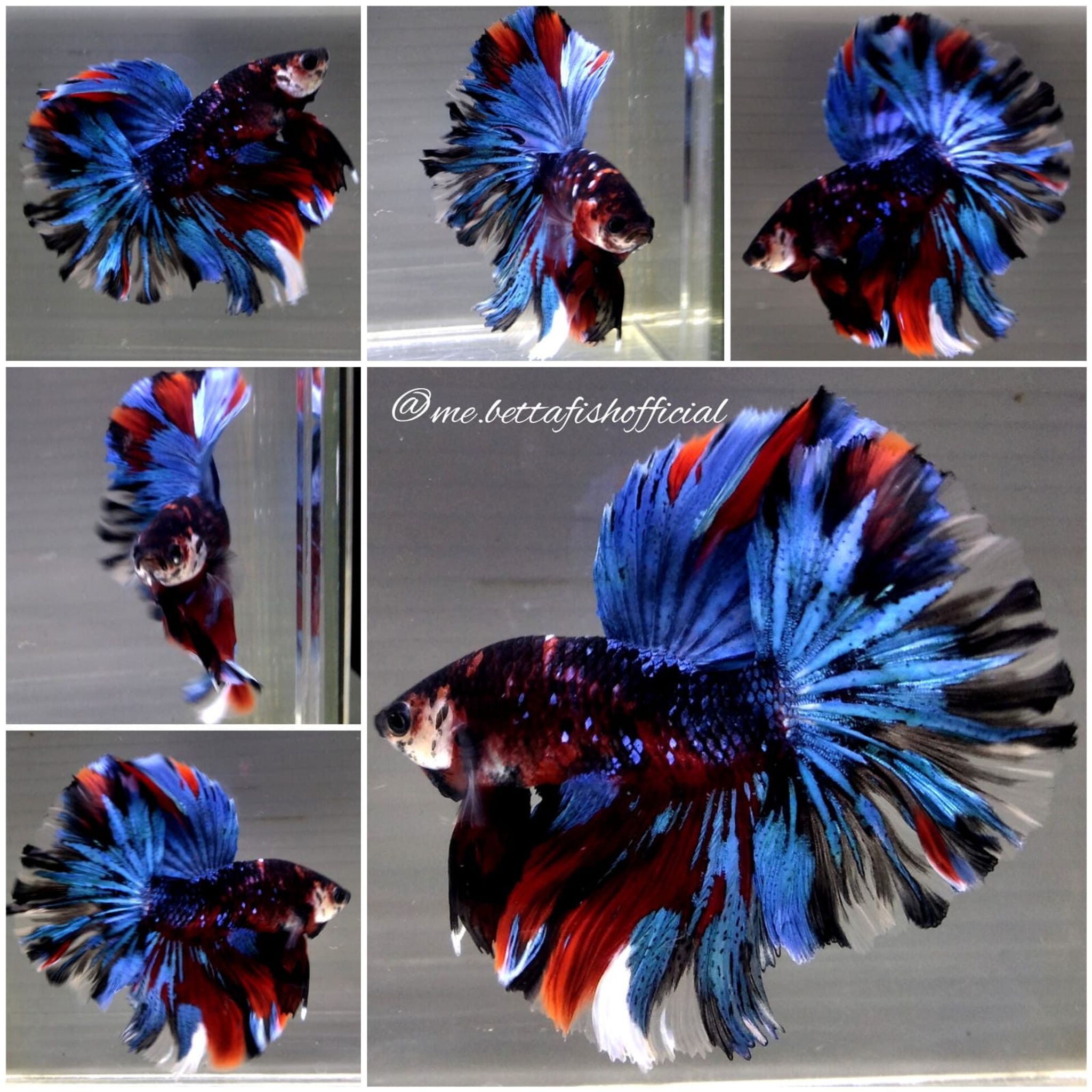 Jr Giant Fullmoon Black Koi Galaxy ( TL 7 cm)