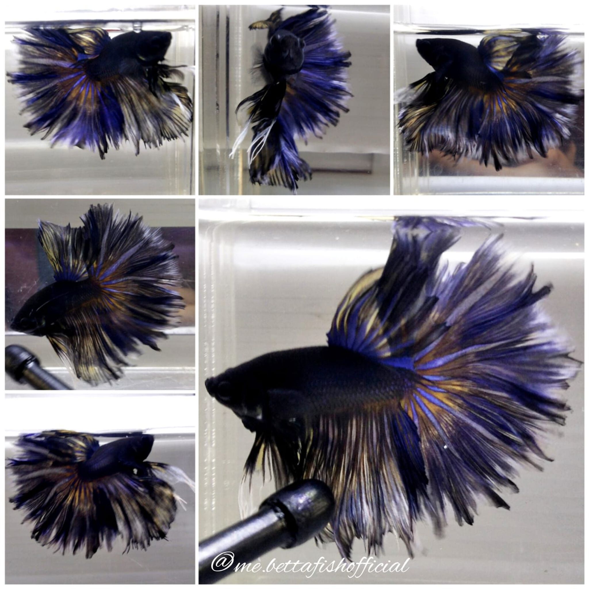 Jr Giant Fullmoon Black Mustard Gas ( TL 7 cm)
